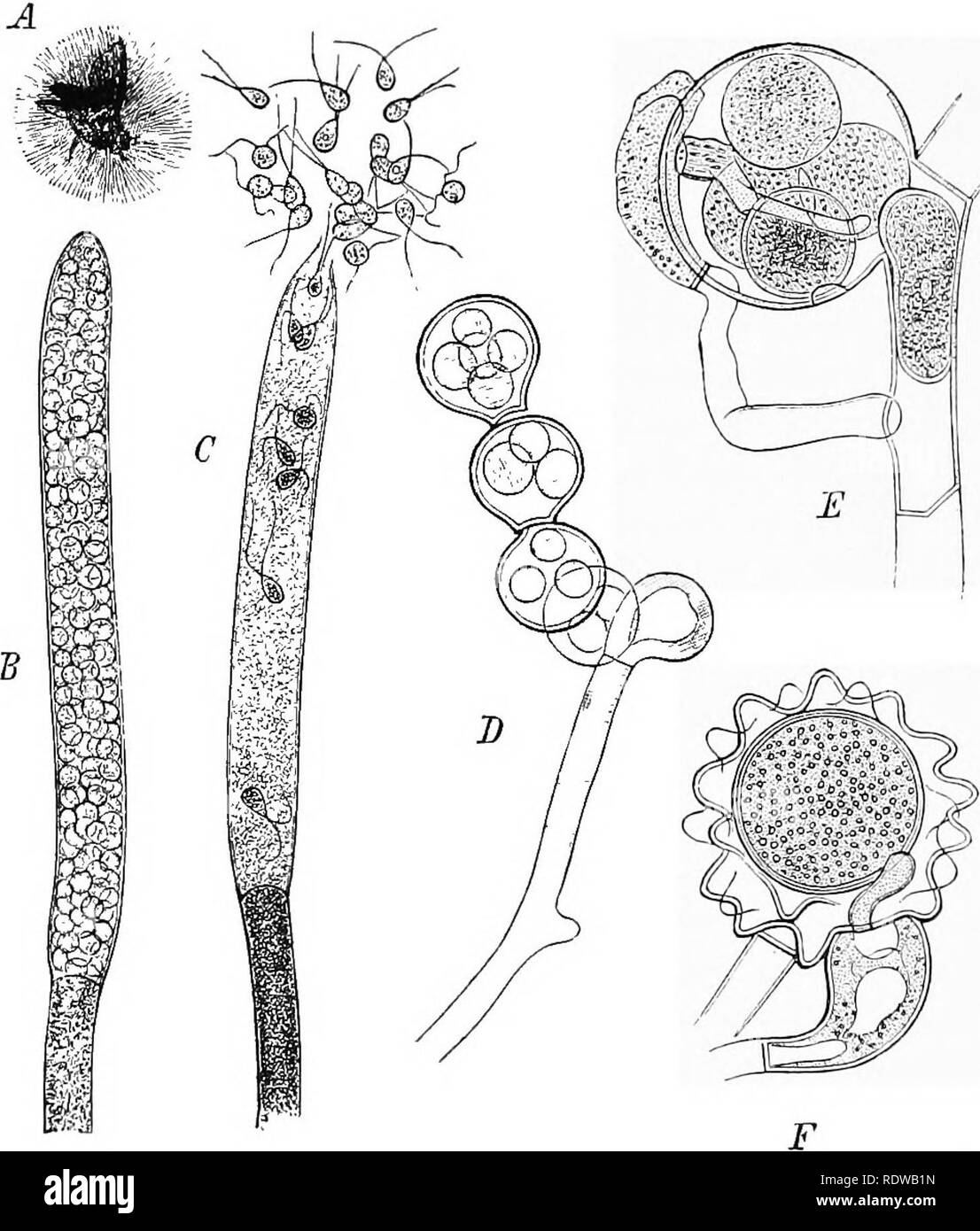 . Piante; un libro di testo di botanica. La botanica. 52 strutture vegetali abitudine è denominata partenogenesi, il che significa che la riproduzione da parte di un uovo senza fecondazione.. Fig. 33. Una comune acqua stampo (Saprolegnia): un, un fly dal quale fila di micelle- zioni del parassita sono in crescita; B, la punta di un ramo organizzato come un sporangium; C, sporangium scarica zoospores biciliate; F, oogonium con antheridium in contatto il tubo avendo penetrato all'uovo; D e E, cogonia con parecchie uova.-yl-C dopo Thubet, D-F S-ttei DeBary. 40. Mucor.-Uno dei più comuni dell']lucors, o " nero stampi," Foto Stock