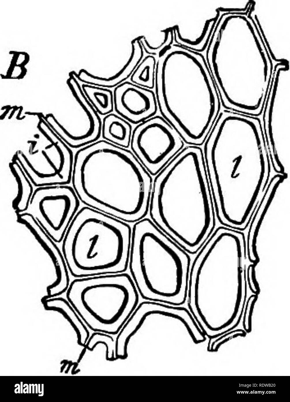 . La botanica per licei e collegi. La botanica. 68 botanica 96.-La parete cellulare nei tessuti. In tifsues le pareti che separano le celle contigue sono al primo e semplice e omogenea. La piastra di cellulosa che prima si forma tra due masse sorella del protoplasma in cella-fission è una sola, la com- mon proprietà, come è comune la secrezione del proto- plasm masse. Come la parete diventa più vecchi e più spessa, e stratificazione avviene, essa mostra una linea di separazione in due metà ; questo può diventare così ben marcato come effettivamente a provocare la separazione della parete, come è il caso nella succul Foto Stock
