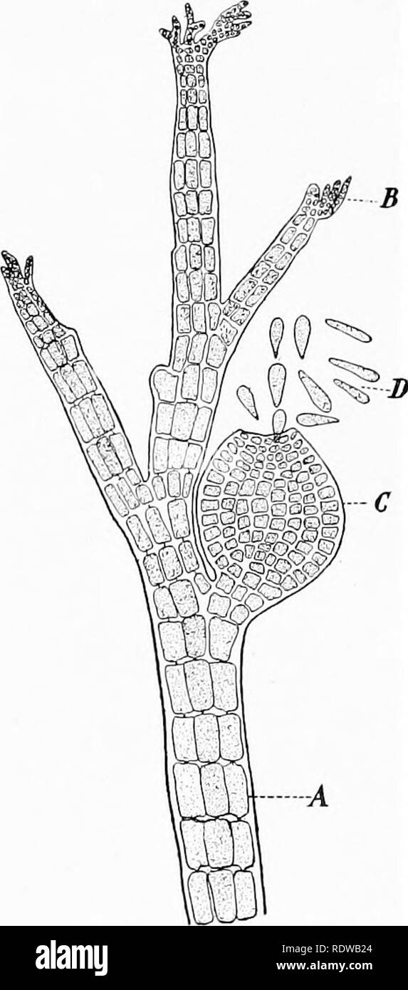 . Piante; un libro di testo di botanica. La botanica. 44 IMPIANTO STEtrCTURES li tinguisli dal ciliate spermi, o spermatozoids, â che hanno il potere di locomozione, questi fermi i gameti maschili dell'Eed alghe sono di solito chiamato spermatia (singolare, spermatium) (Pig. 38, A, s). Il oogonium è molto pe- culiar, essendo differenziata in due regioni, una base a bulbo e capelli-come processo (trichogyne), tutta la struc- ture che assomiglia a un pallone con un lungo collo stretto, ad eccezione di quelle che essa è chiusa (Fig. 28, A, 0, t). Entro la parte a bulbo l'uovo, o il suo equivalente, è organizzata; un spermatium at- ta Foto Stock