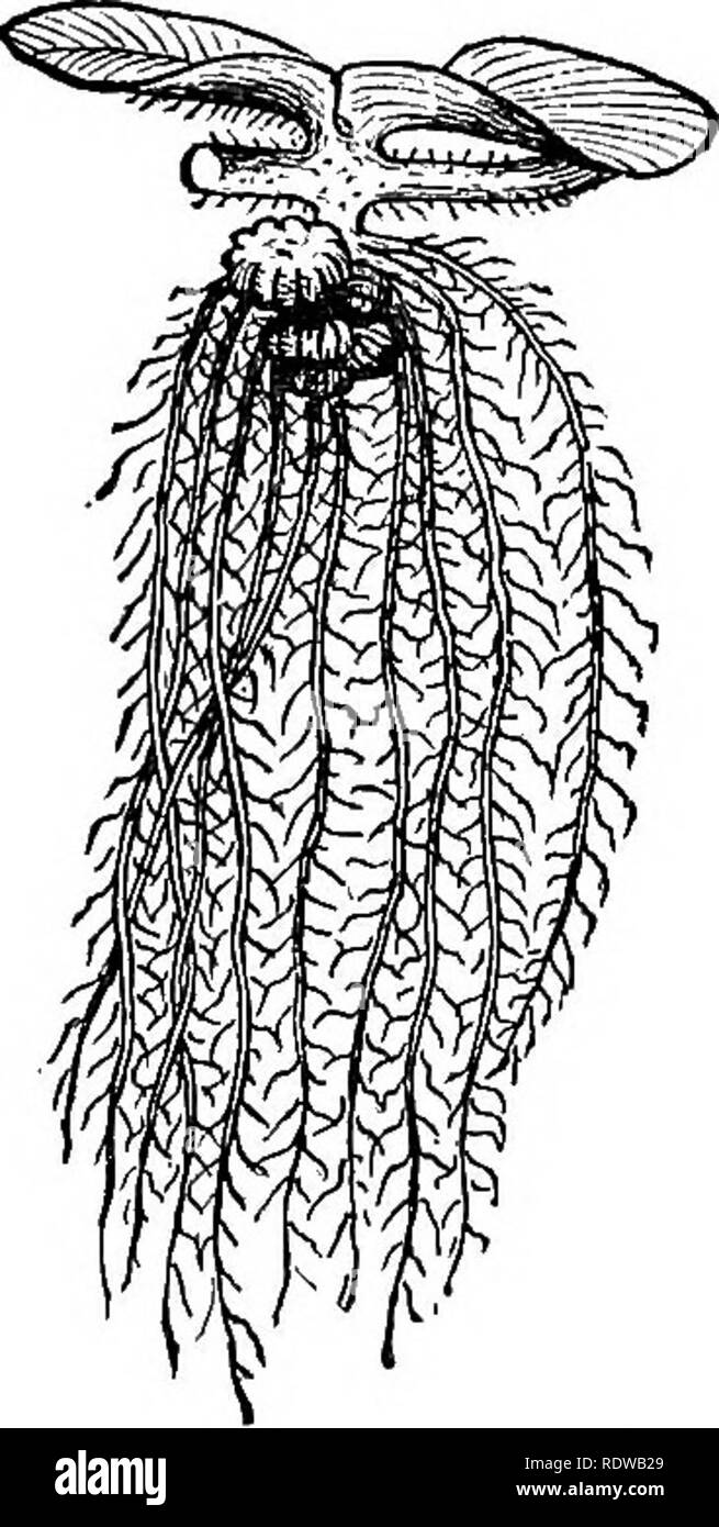 . Il nostro natale di felci e i loro alleati; con descrizioni sinottica della American Pteridophyta al nord del Messico. Felci; Pteridophyta. Il Fern alleati. 39 Louis Acad. Set., IV, 358-390 (1882). Una preziosa monografia di questo che è il più difficile genere della felce alleati. Underwood (L. M.). La distribuzione di Isoetes. In Botanical Gazette, xill, 89-94 (1888). Vedere anche le note in Botanical Gazette, VI, 228. E. Le felci dell'acqua. 102. Caratteri generali.-Questo gruppo comprende piante di molto diversi caratteri. Alcuni, come Marsilea, radice nel fango e produrre quadrifoliate foglie. Altri, come Pilularia, ri- semble t Foto Stock