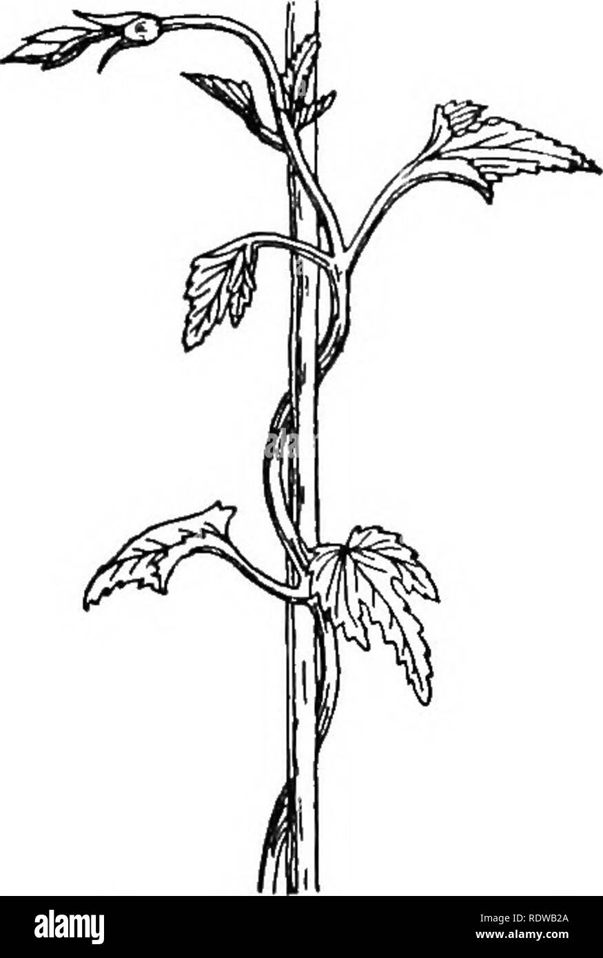 . British piante; la loro biologia ed ecologia. La botanica; botanica; Ecologia vegetale. Fig. 34.-Gonvdvulus (Bindwsbd), twining countbb - in senso orario. (Ridotto). Fio. 35.-hop, orologio twinino- saggio. (Ridotto) di cavo di ancoraggio. Il più vicino la pianta è per il suo sostegno e più forte è il cavo, il meno suscettibili di essere strappati in allontanamento da essa dal vento e danneggiato. Quando twining ha cessato, il viticcio si addensa e diventa woody, rendendo così il collegamento permanente e durevole. I ganci e le setole di piante di scrambling sono oppor- tune outgrowths dalla superficie dell'impianto. Essi non sono né lascia Foto Stock