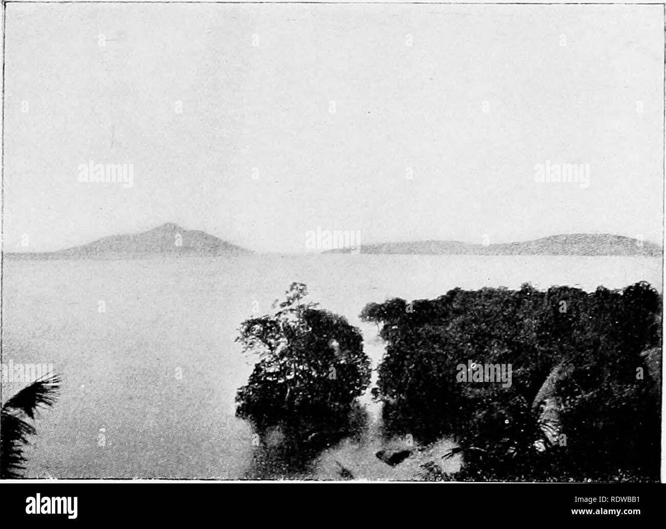 . Piante; un libro di testo di botanica. La botanica. Società alofite. 251 zioni non sono possibili, ma che halophytes sono le piante che sono riusciti a vivere in condizioni di alofite. Se si trovano altre condizioni, essi possono crescere con maggior vigore. Halophytes sono mo.-5tly le piante succulente, con le foglie spesse e spesso traslucido. Ciò indica la presenza di serbatoi d'acqua, e anche il fatto che le piante sono poveri di clorofilla. Il succulento abitudine è anche comune. Maiale. 204. Una foresta di mangrovie avanzando nell'acqua.-Dopo Schijipek. Tra xerophytes, un gruppo che halophytes ulteriore Foto Stock