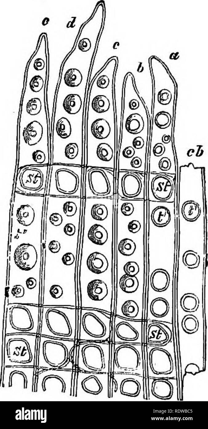 . La botanica per licei e collegi. La botanica. Ispessimenti della parete. 23 gated fessure, come in Fig. 14, o di qualsiasi forma intermedia tra queste. Box con fessure allungate può essere ritorta, dando loro, quando visto in vista frontale, la comparsa di due fessure che si incrociano reciprocamente (Fig. 14^, B). 80.-In un ispessimento delle cellule del legno di conifere bordered box sono realizzate (fig. 15). Qui grandi aree rotondo della parete rimangono sottili e di ispessimento archi di massa su di loro su tutti i lati in modo tale da formare le cupole bassa (Fig. IQ, F).; nella parte superiore di ciascuna cupola una piccola apertura tonda è Foto Stock