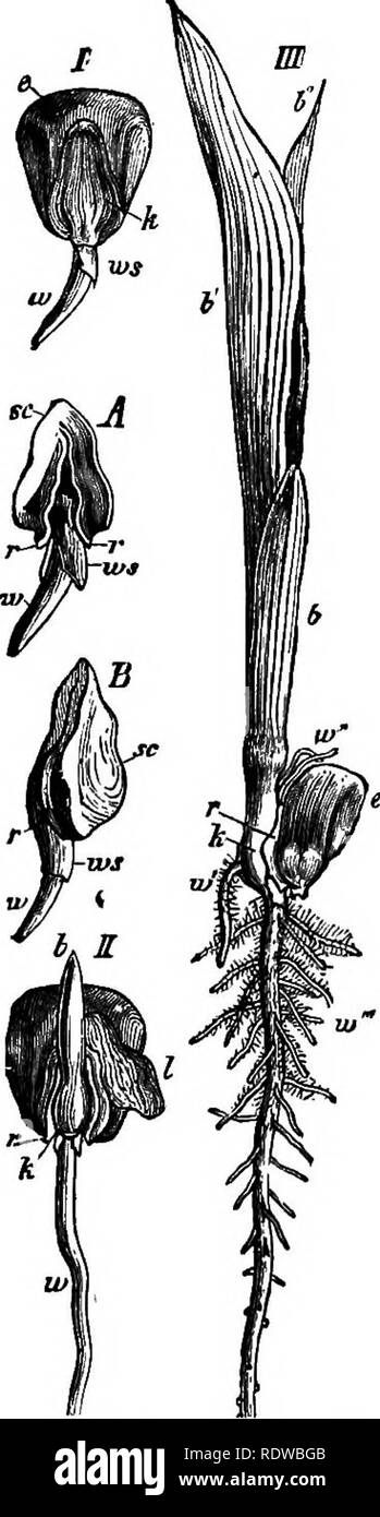 . Gli elementi essenziali della botanica. La botanica. 342 Botanica.. FiQ. 137.-la germinazione di in- dian mais. 1,11, III, successo- sive fasi. A&amp;pennino, viste di fronte e di fianco di un separato em- bryo; w, radice; e, parte delle sementi riempito con endosperma: sc, co- tyledon; r, i suoi margini di aperto; 6, 6', h", foglie di giovane pianta; io, frammento di parete di ovaio. Dimensione naturale. " Foglie è per la maggior parte in modo tale che le vene eseguito più o meno parallelo ad uno un altro e quando si uniscono tra loro racchiudono quattro facciate spazi; raramente, tuttavia, le vene sono distribuiti irregolarmente e formano una rete irregolare, 512. La germina Foto Stock