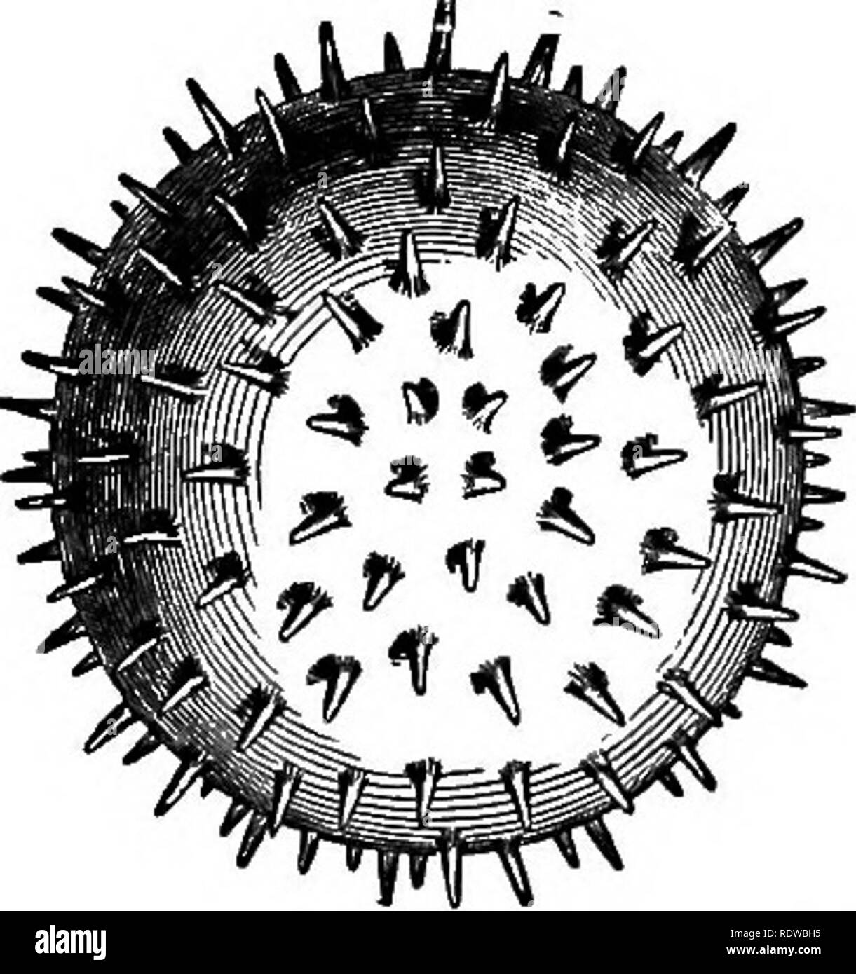 . Gli elementi essenziali della botanica. La botanica. La fio. 188.-Polline di cellule con pareti irruvidita. Un, di cicoria; B, della fioritura malva (Lavatera). Fortemente ingrandita. sospettato. Vi è di solito un fusto snello, il filamento, alla sommità del quale sono da uno a quattro il polline-sac, quest'ultimo formando l'antera. Si può considerare che il filamento e la sua estensione (il cosiddetto tessuto connettivo) tra il polline-sac come rappresentativa di una molto stretta su foglia che il polline-sac sviluppare come outgrowths. A volte la stame è ampio, mostrando contemporaneamente la sua natura verdeggiante. 482. Lo sviluppo del polline-cellule è simile a quella del Foto Stock