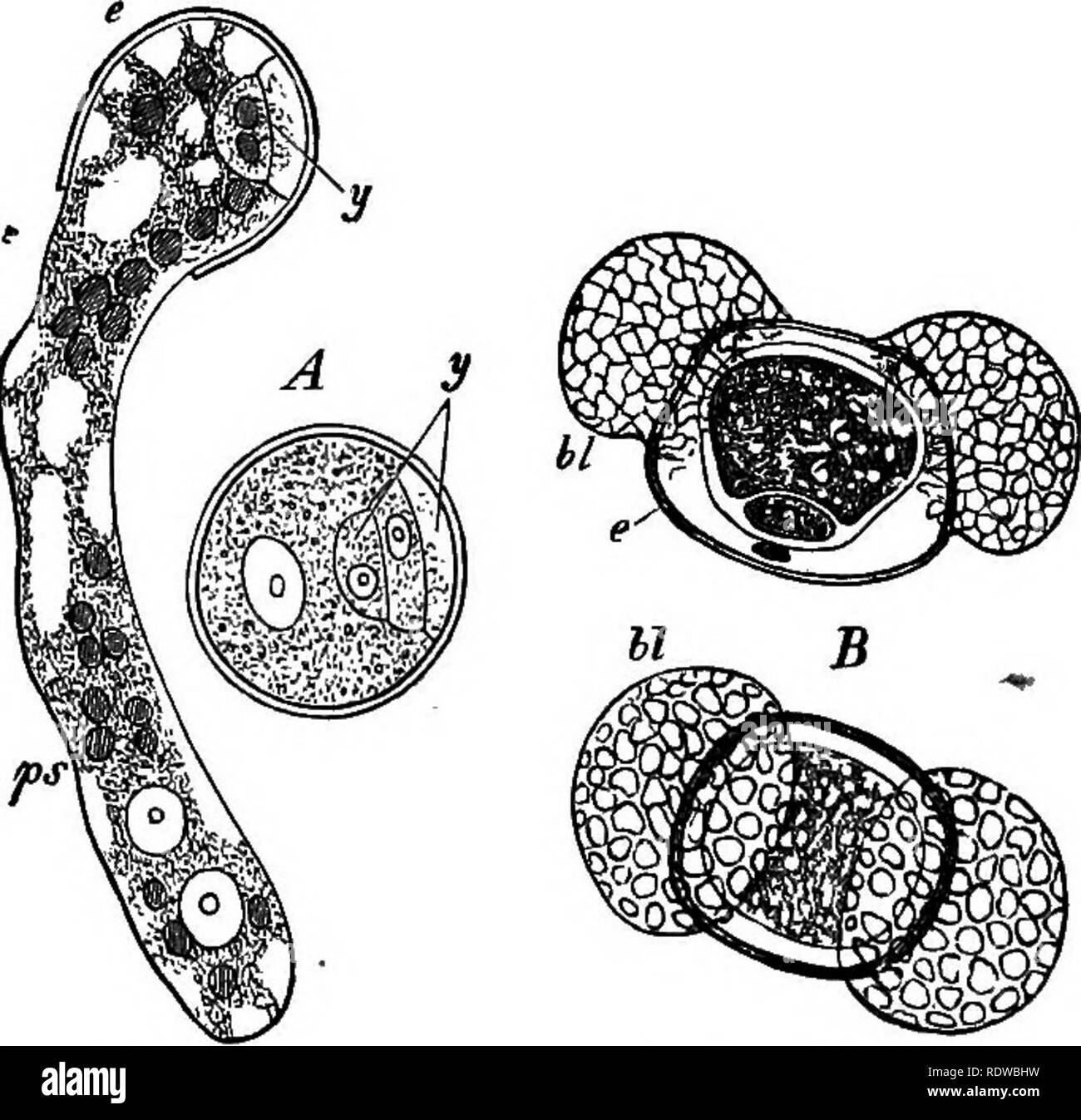 . Gli elementi essenziali della botanica. La botanica. La Fia. 120.-un cluster di coni staminate o fiori. 4, di un pino (Hnus sylves- tris), con una staccata stame. Dimensione naturale. B^ mostra i due il polline-sac. Notevolmente ingrandita. può essere compreso da un studio di quelle dei pini. Il polline di fiori di cuscinetto-staminate fiori, così come sono. La fio. 121.-Il polline-cellule di gimnosperme. A di un Oyoad; y, rudimentaiT fl"^' stadio (prothallium), uno di polline cella di germinazione. B, polline-eells di un pino, viste laterale e dall'alto, mostrante la vescica-come allargamenti della cella esterna-parete, W; rudimentali protballiuBi è mostrato Foto Stock