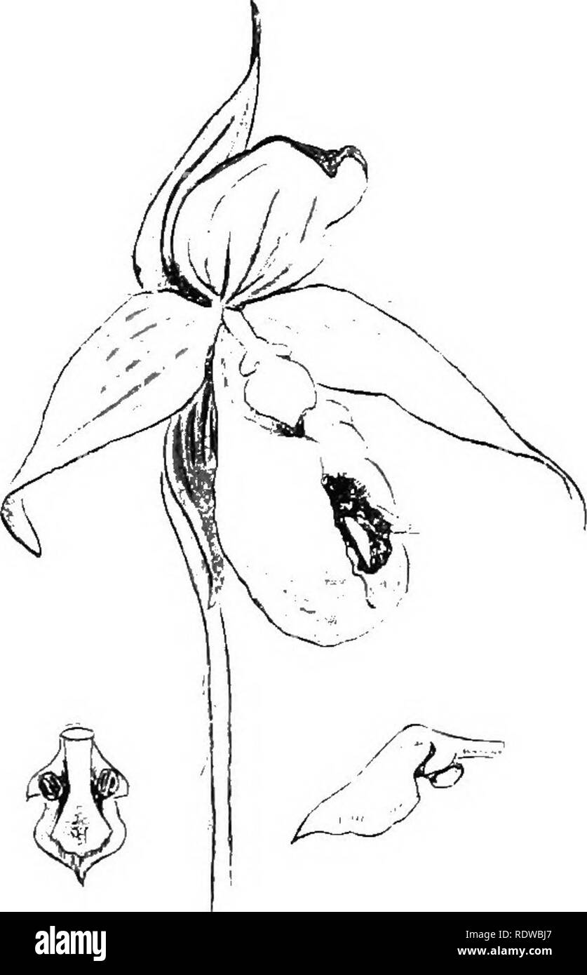 . Piante; un libro di testo di botanica. La botanica. Fiori e insetti. 133 illustrazioni di questo processo può essere preso dai fiori già descritto in connessione con la prevenzione dell'autoimpollinazione. In fiori della famiglia di pisello, come la rosa acacia (vedere Fig. 131), si sarà notato che gli stami e pistillo sono nascosti entro la chiglia, che costituisce il naturale terreno- ing posto per le api che sono usati in pol- lination. Questa chiglia è inserito in modo tale che il peso dell'insetto de- lo preme, e la punta di stile viene in contatto con il proprio corpo. Xot fa solo lo stigma colpire il Foto Stock