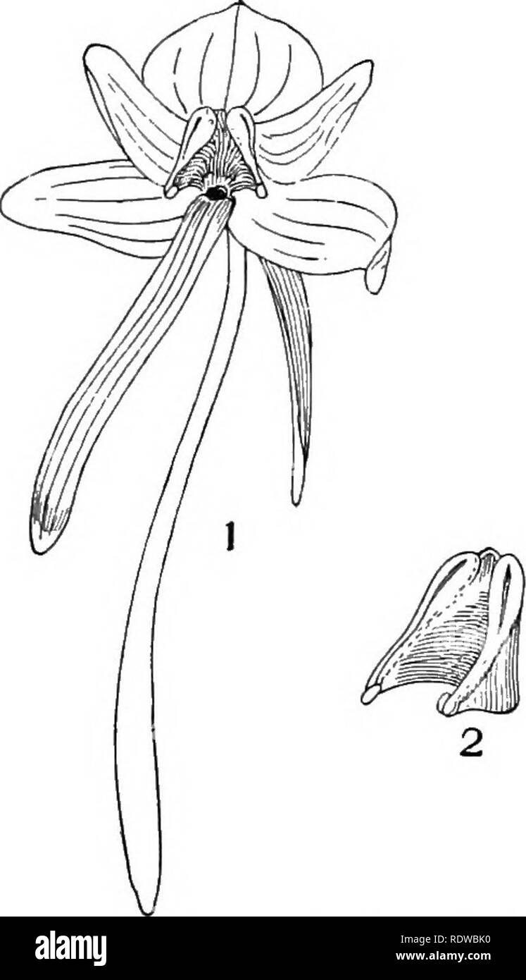 . Piante; un libro di testo di botanica. La botanica. Fiori e insetti. 127 di solito due polline-sac^ e teso tra loro è la superficie dello stimma. In questo caso tuttavia i granelli di polline non sono a secco e polveroso, ma si aggrappano insieme in una massa e non può fuoriuscire dal sac senza essere tirata (vedere Fig. 133). Lo stesso tipo di polline è sviluppato da milkweeds. (2) Scadenza consecutivi.-In casi tliese il polline e. Fig. 133. Un fiore di un'orchidea {HahenaHa). A 1 il fiore completo è shovpn, con tre sepali dietro, e tre petali di fronte, il più basso dei quali uno ha sviluppato un l Foto Stock