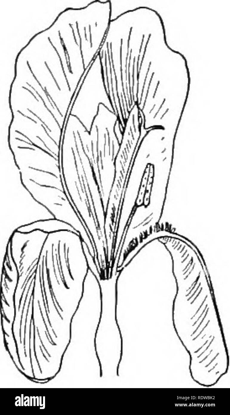 . Piante; un libro di testo di botanica. La botanica. 126 relazioni PLATSTT.. fuori del polline-sac o per essere rimossi dalla loro. I dispositivi utilizzati da fiori contenente sia stami e carpels per evitare l'autoimpollinazione sono molto numerosi, ma la maggior parte di essi può essere incluso nelle tre seguenti capi : (1) Posizione. In questi casi il polline e lo stigma sono pronti allo stesso tempo, ma la loro posizione in riferimento ad ogni altro o in riferimento ad alcuni con- formazione del fiore, rende onu- probabile che il polline ricadrà sulle lo stigma. Lo stigma può essere posto al di sopra o al di là delle sacche di polline, o th Foto Stock