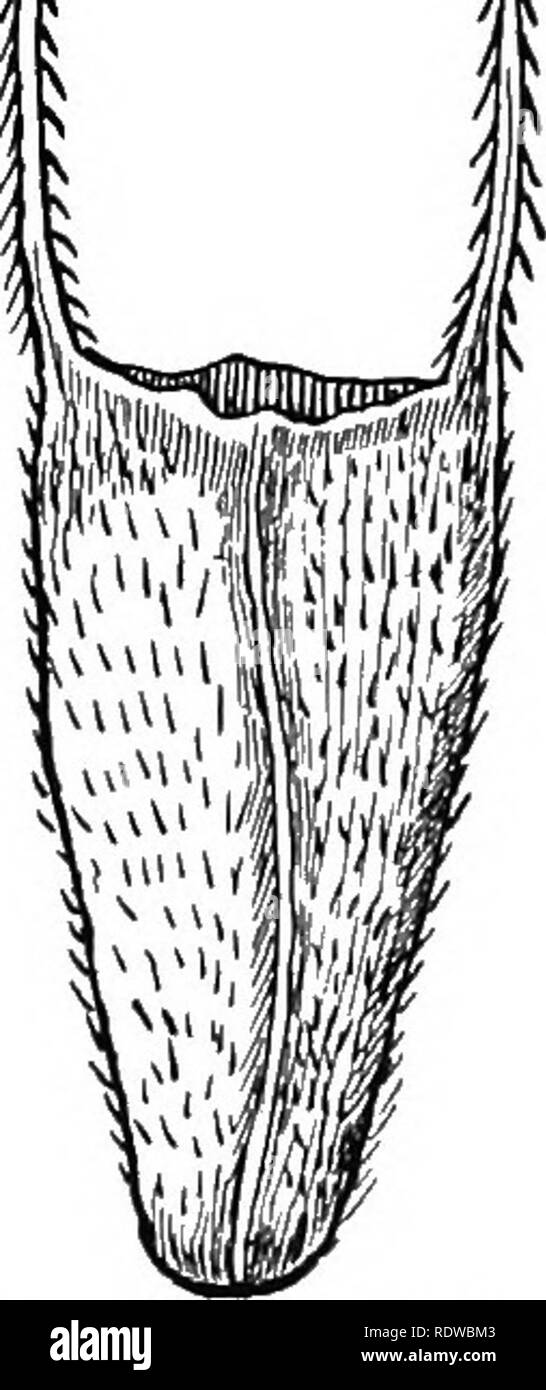 . Piante; un libro di testo di botanica. Botanica. asciutto, e sono di notevole servizio nella scarica di spore. Nel comune di felci un heavj' primavera-come anello di cellule circonda il delicato-walled caso di spore. Quando la parete diventa secca e relativamente fragile la molla si raddrizza con forza considerevole, la delicata parete è improvvisamente strappata e le spore sono scaricati (vedere Fig. 45). Anche nel caso del polline- spore di seme-piante, uno speciale strato della parete del polline-sac generalmente si sviluppa come una molla-come strato, che assiste in apertura ampiamente la sac quando la parete è di- j[ J ; gin di yi Foto Stock