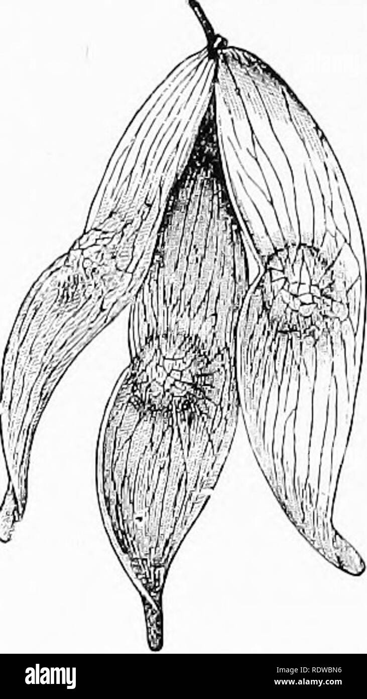 . Piante; un libro di testo di botanica. La botanica. 116 relazioni impianto.. Fig. 118. Friiit alato di AUant/UI,-&LT;,-dopo-Kee- ner. relazioni di "docce di zolfo^' sono emerse da un particolarmente pesante caduta del polline che è stato portato lontano da alcune foreste di gimnosperme. Nel caso dei pini e dei loro parenti vicino, il polline spore sono assistiti nel loro dis- persal attraverso l'aria mediante lo sviluppo di una coppia di ampie ali del rivestimento esterno della spora (vedere Fig. 110). Questo stesso metodo di j)ollination-che sta portando il polline spore da correnti di aria-è utilizzato anche da molti mono- cotiledoni, ad un Foto Stock