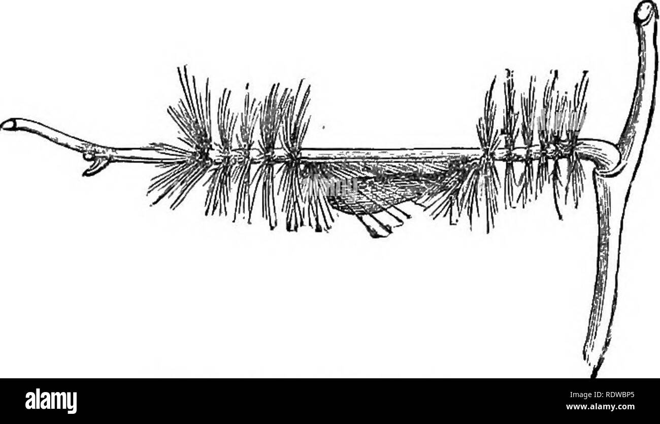 . Fiori, frutti e foglie. La botanica; fiori; semi; foglie. 126 peli come protezione. Il miele, [cap. recinzioni rigide, per proteggerlo durante il suo periodo di inerme di quiescenza. Vaucher tempo fa osservare, anche se egli non ha dato alcuna motivazione per il fatto che tra i MalvacecB (Mallows) le specie che producono miele sono pelose e quelle che non sono glabrous. È facciamo un elenco dei nostri impianti inglese, marcatura quali specie sono miele e che hanno peli, troveremo che possiamo offrirla come regola generale che il miele e i peli vanno insieme. L'ex- ceptions, infatti, sono molto numerosi, ma quando abbiamo Foto Stock