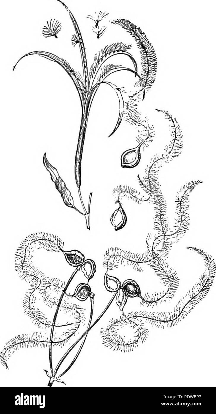 . Piante; un libro di testo di botanica. La botanica. Organi riproduttivi. lib 75. La dispersione di locomozione.-Il metodo comune di locomozione è per mezzo di peli mobile {ciglia) sviluppato su il corpo riproduttivo, che spingerlo attraverso l'acqua (vedere Fig. 109). Nuoto le spore sono molto comune tra i algse, e almeno uno dei gameti in algee, moss-piante e fern-jilants ha il iJower di nuotare- ming per mezzo di ciglia. 76. La dispersione di acqua.-è molto comune per repro- ductive organismi per essere trasportati da cur- i fitti di acqua. Le spore di molti impianti di acqua di tutti i gruppi, non costruiti per lo Foto Stock