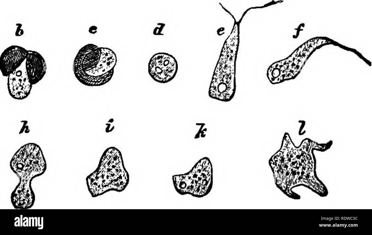 . Gli elementi essenziali della botanica. La botanica. PROTOPHTTA. 107 alcune specie è non maggiore tlian un perno-testa, wliile in altri è grande come una mano d'uomo. Questa massa di protoplasma è spesso di colore giallo o arancio-rosso di colore, e non è mai verde. Esso possiede un grado di straordinaria potenza di muoversi da luogo a luogo. Il fango-stampi ottenere il loro cibo da soluzioni di assorbimento di decadere la materia, e sono anche. La fio. 45.-Le fasi iniziali di un fango-stampo (Fuligo varians). a, una spora; h. c, la stessa, scoppia la parete cellulare; d a z, varie fasi; m, giovani Slime-stampo. detto di sommergere le sostanze solide in th Foto Stock