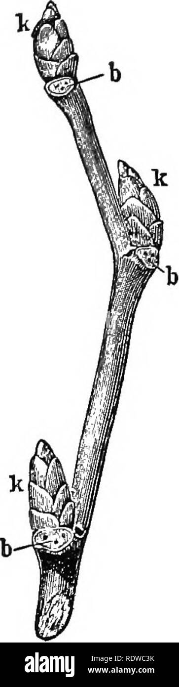 . Piante; un libro di testo di botanica. La botanica. Spara. 76 62. Il tipo di portinnesto.-Questo è il prob- abilmente la forma più comune di subter- ranean stelo. Esso è di forma allungata, come sono foli- età steli, e quindi le foglie di scala sono ben separati. È chiaramente utilizzato per la conservazione di prodotti alimentari, ed è anche mirabilmente adattato per la migrazione sotterranea (vedere Kg. 68). Si può fare per la pianta, nel modo di migrazione, cosa prostrati fogliame- steli del cuscinetto, ed è più in posizione protetta. Avanzare al di sotto del suolo, invia una successione di rami alla superficie. Si tratta di un metodo molto efficiente per il "spre Foto Stock