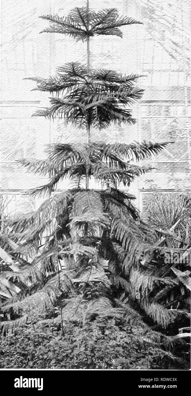 . Piante; un libro di testo di botanica. La botanica. Impianto di 74 relazioni. H^. Fig. 64. Un pino araucarian, mostrando tlie siiaft centrale e il cluster regolari di rami di diffondere in ogni direzione e del supporto di numerose piccole foglie. La bassa- ermost rami si estendono verso il basso e sono il più grande, mentre quelli al di sopra di diventare più orizzontale e più piccoli. Questi dif- ferences nella dimensione e nella direzione dei rami fissare la luce più grande expo- sicuri. Sono di questo carattere; e come principale pur - posa è la conservazione degli alimenti più favorevole posizione è un subter- ranean uno (vedere Fig. 66). A volte tali foglie di scala Foto Stock