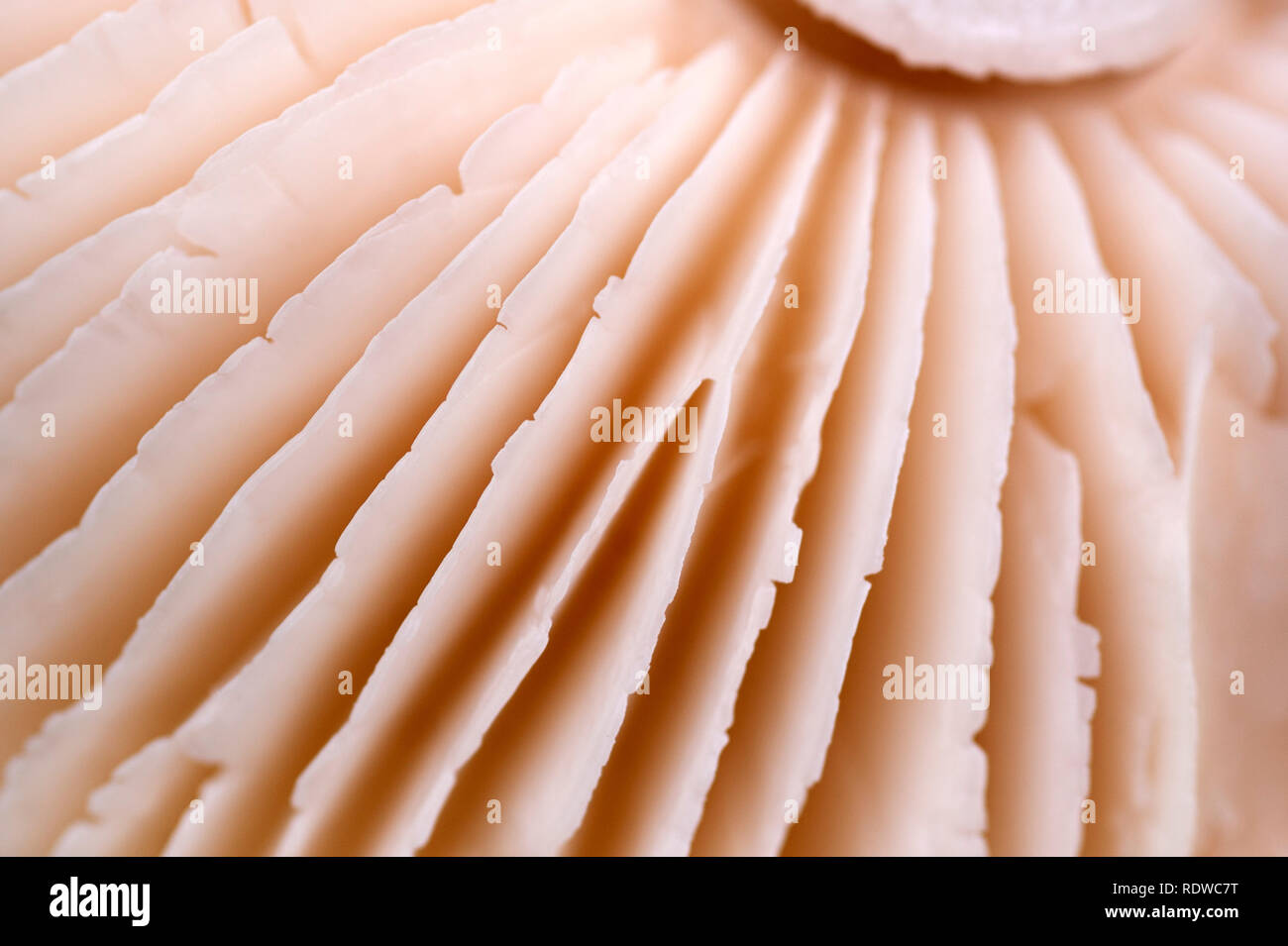 Agaricus campestris fungo close-up di un fungo branchie Foto Stock