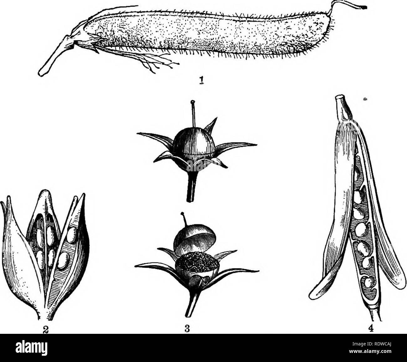 Gli elementi essenziali della botanica. La botanica. OMOSS Anatomia delle  piante FLOWEllING. XXXVll esempi di fiori dimorfo sono comuni in molti  generi di piante; ad esempio, in Bluets (Houstonia), pernice Berry (