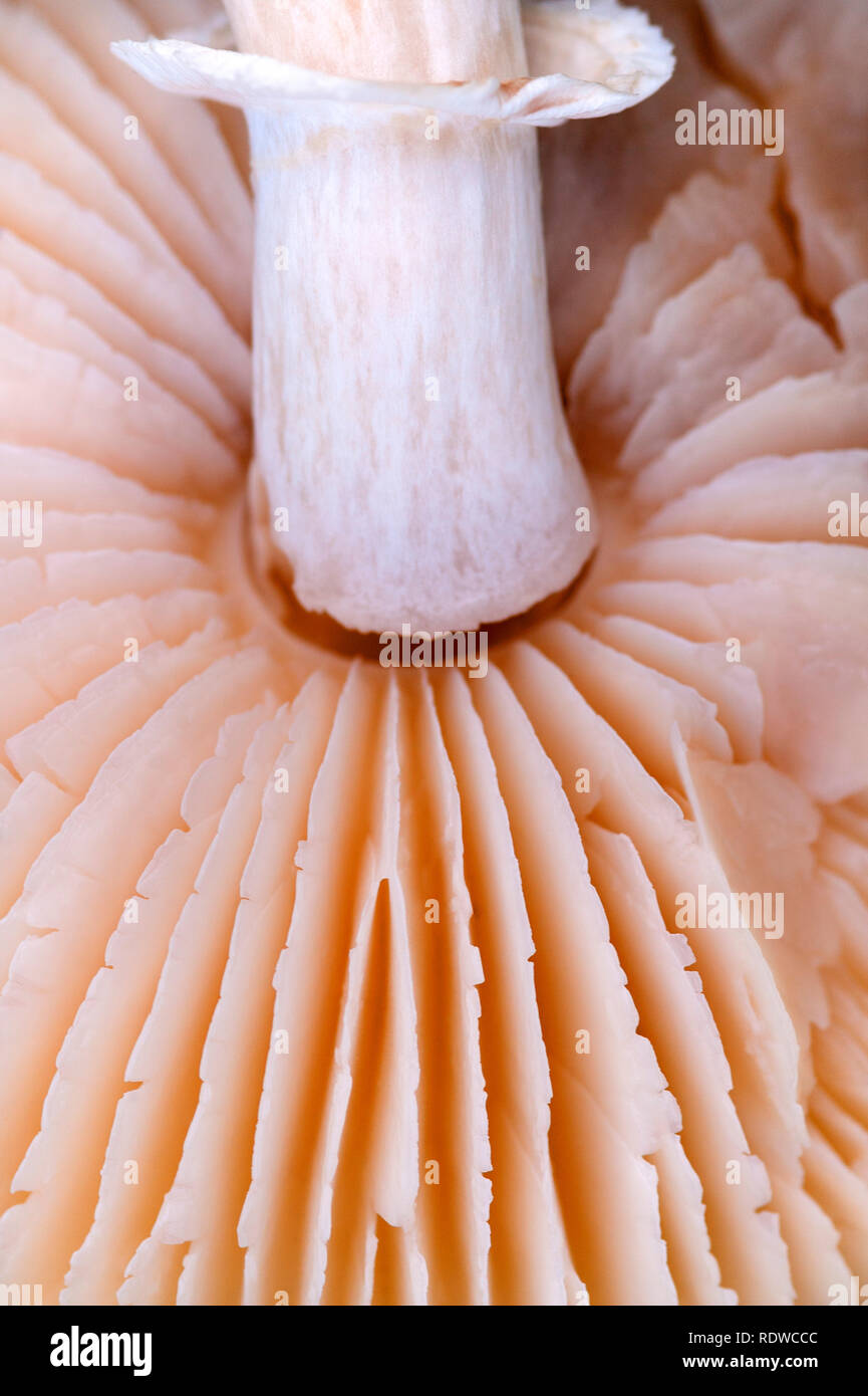 Agaricus campestris fungo close-up di un fungo branchie Foto Stock