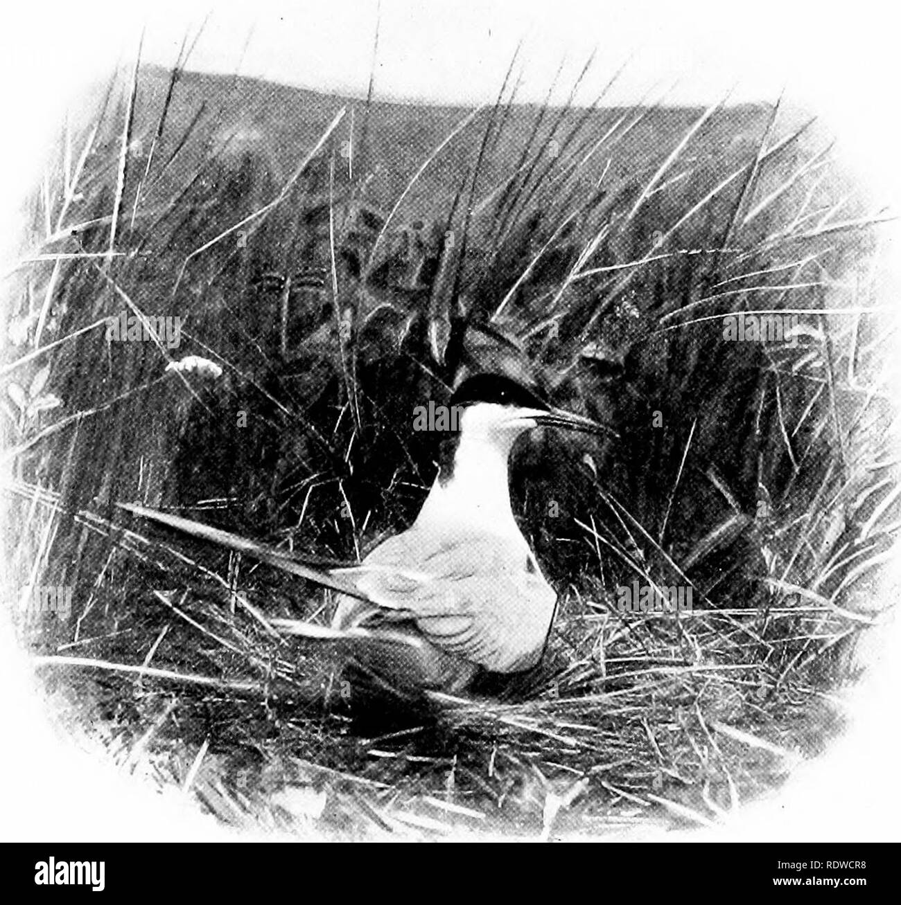 . Bird Studies con una telecamera : con capitoli introduttivi sul vestito e metodi del fotografo di uccelli . Gli uccelli e la fotografia di uccelli. 123 15IRI) STUDIKS CON UN CAMKKA Due giorni dopo sono andato a Peiiike.se e il mio domi- nant thonglit su ricordando tlie esperienza è un'in- tesa il desiderio di ripeterla. Penikcse, o almeno la sua parte nortliern, è un'isola di Sterne. ( )Ii la spiaggia rocciosa dalla quale i lati della banca portano a. iir.. '1tu del iipliiiMl ijfst. altopiano di rotolamento al)TOT. in qualunque modo 1 sembrava era un Tei'n's Nest con i suoi due o, raramente, tre uova. Meno frequentemente yonng Sterne Foto Stock