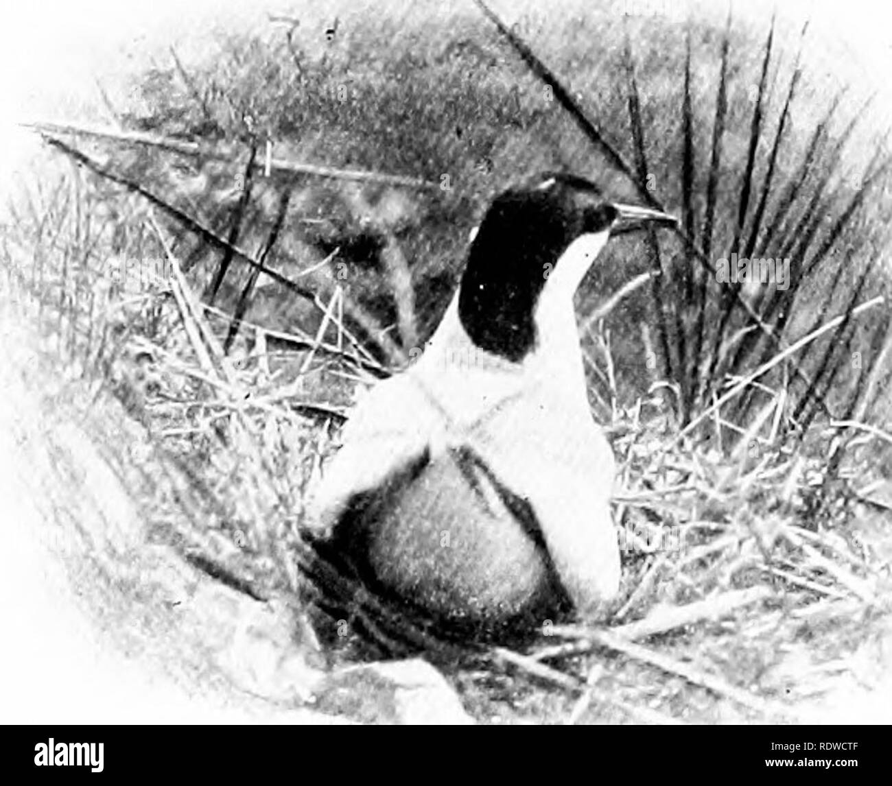 . Bird Studies con una telecamera : con capitoli introduttivi sul vestito e metodi del fotografo di uccelli . Gli uccelli e la fotografia di uccelli. Due giorni CON IL TEUNS m allarme è stato sostituito da una varietà di chiamate, che mostra questi uccelli di essere in possesso di una inaspettatamente ex- tendeva vocabolario. Una chiamata è stata un chirp non diversamente. ; ^^^ Teni su hillsiiAu iK-st. Il bianco-throated Sparrow, una seconda potrebbe essere scritta mar, tite, MAR, e stata pronunciata quando erne uccello è stato nel perseguimento di un'altra. Le alghe non solo nascosto la telecamera per- fectly, ma è stato così abbondante nei pressi del nido che l'aspetto di un Foto Stock