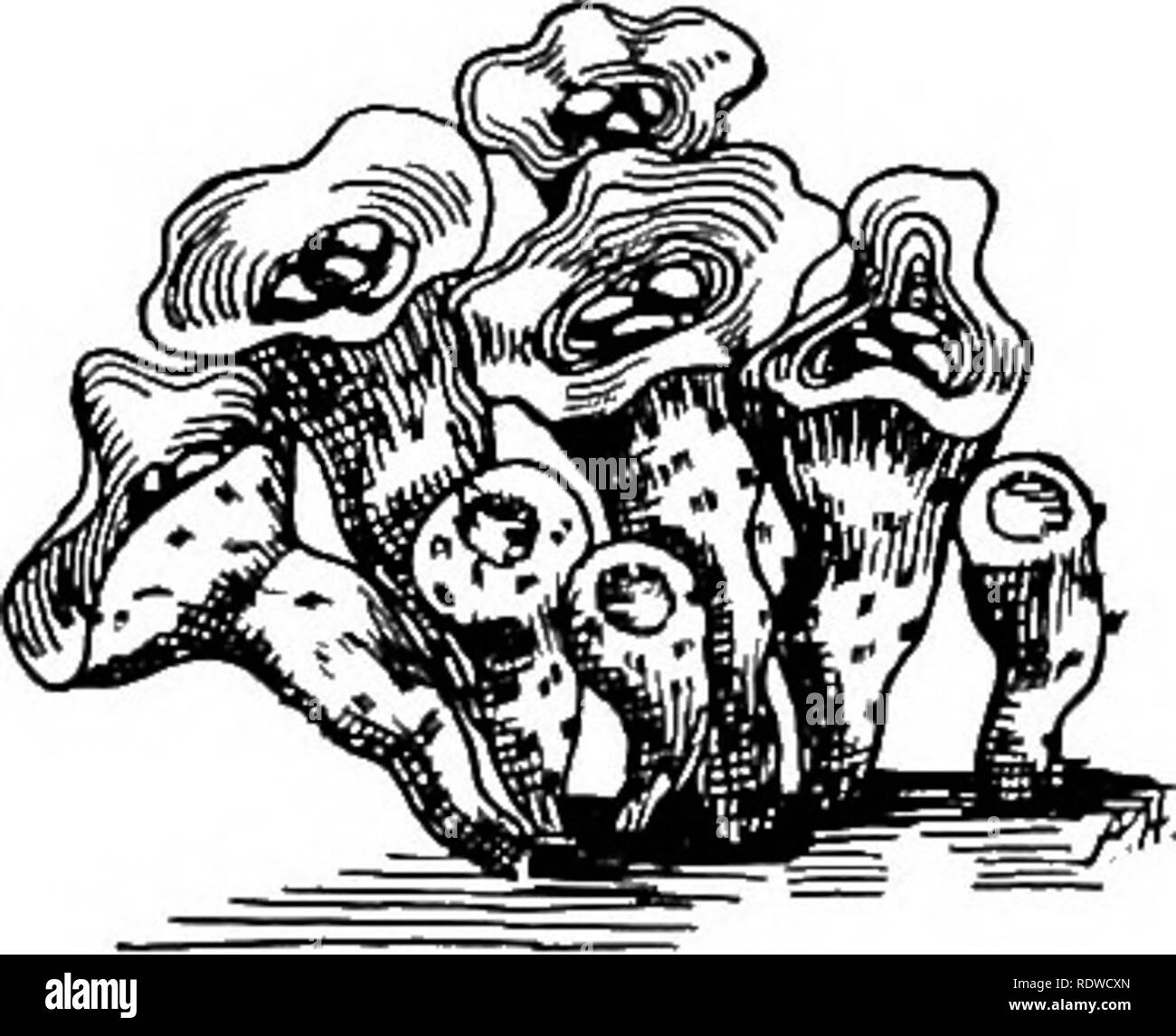 . La botanica, con applicazioni agricole. La botanica. 392 THALLOPHYTES. Fig. 348.-Un Nido fungo, Nidvlaria. Circa la dimensione naturale. La questione organica nel suolo. Il sporophore è al primo globose, ma la gleba presto si rompe fuori del peridio ed è elevata a una certa distanza al di sopra del suolo mediante una levetta di allungamento. Le masse di spore sono viscido e hanno odore di carogne. Alcuni insetti che dissemi- nate le spore sono attratti dall'odore. Granello di fuliggine (Ustilaginales).-Il granello di fuliggine sono basidiomiceti parassiti. In qualche granello di fuliggine, il micelio, sebbene evidente solo nelle aree locali, attraversa ampiamente attraverso t Foto Stock . La botanica, con applicazioni agricole. La botanica. 392 THALLOPHYTES. Fig. 348.-Un Nido fungo, Nidvlaria. Circa la dimensione naturale. La questione organica nel suolo. Il sporophore è al primo globose, ma la gleba presto si rompe fuori del peridio ed è elevata a una certa distanza al di sopra del suolo mediante una levetta di allungamento. Le masse di spore sono viscido e hanno odore di carogne. Alcuni insetti che dissemi- nate le spore sono attratti dall'odore. Granello di fuliggine (Ustilaginales).-Il granello di fuliggine sono basidiomiceti parassiti. In qualche granello di fuliggine, il micelio, sebbene evidente solo nelle aree locali, attraversa ampiamente attraverso t Foto Stock