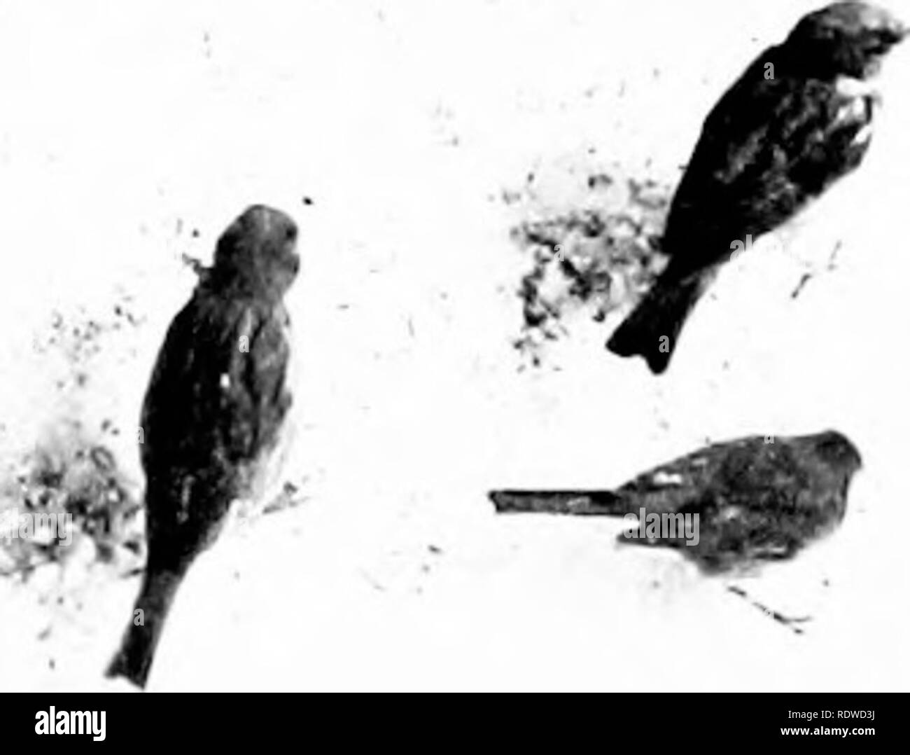 . Bird Studies con una telecamera : con capitoli introduttivi sul vestito e metodi del fotografo di uccelli . Gli uccelli e la fotografia di uccelli. 20. UoLisL^ Spiii-iTiws anil JuiK'o. a fotografare. Essi sembrano essere costantemente in guardia per qualche segno di pericolo e un insolito ar- rangement del cieco o ombra in corrispondenza di una volta che suscita il loro sospetti. Dopo una pesante caduta di neve, tuttavia, la fame offusca il bordo delle loro paure e da scatter- razione di cibo nei pressi di una opportuna finestra gli uccelli possono essere decoyed entro fotogr]iliing distanza.^" sarà ritenuto necessario, anche allora, per nascondere la telecamera.. Si prega di notare Foto Stock