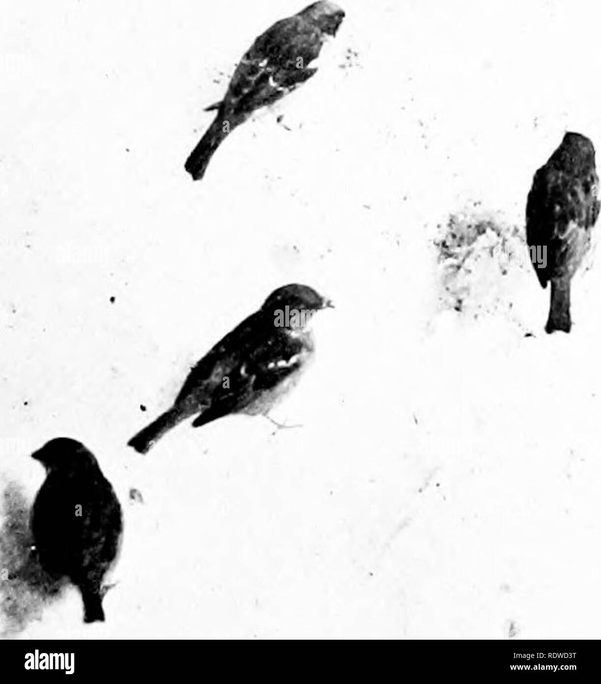 . Bird Studies con una telecamera : con capitoli introduttivi sul vestito e metodi del fotografo di uccelli . Gli uccelli e la fotografia di uccelli. BIRD PIIOTOGRAPIIY inizia a casa 41 plislied cantanti. In aggiunta alla insistente, reiter- ated, cliissick chissicl-, wliicli costituisce la canzone del maschio, uno presto impara a riconoscere le chiamate di avvisare- ing, allarme, volo, battaglia e il fischio morbido che l'uccello pronuncia quando si avvicina il suo nido-l'unica nota musicale nel suo vocabolario. Quick a notare la minima deviazione dalla né- mal condizioni. Casa passeri sono difficili gli uccelli. Si prega di notare Foto Stock