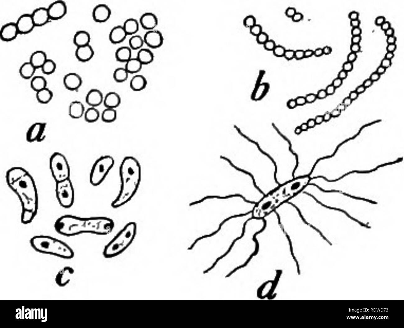 . La botanica, con applicazioni agricole. La botanica. BLACK-ROT di cavolo 347 risultato del loro attacco diretto su tessuti o veleni, chiamato tossine, che essi espellano. Essi producono la maggior parte delle malattie degli esseri umani, come erisipela, tetano, difterite, tubercolosi, febbre tifoide, polmonite, colera, ecc. {Fig. 300). Tra i nostri animali domestici, malattie come il colera dei suini, febbre splenici, morva, nero-gamba, ecc., sono causate da batteri. I combattimenti di queste forme, sia da escludere, distruggere o neutralizzare il loro, è il business della moderna medicina e chirurgia. Oltre al Foto Stock