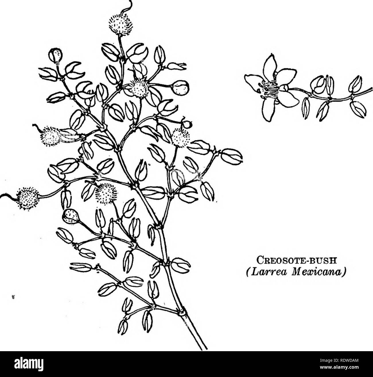 . Utili piante selvatiche di Stati Uniti e Canada. La botanica, economico; botanica; Botanica. Alcuni medicinali set WILDINGS edgewise alla luce e round setosa seme - navi simili soffice bianco pellet. I rami sono nastrare ad intervalli in nero. Cresce in zone aride- est di suoli, dalla California del sud est. Cbeosote-bush (Lwrrea Mexicana) in Arizona e verso sud in Messico. Un antisettico lozione può essere realizzato mediante la macerazione dei ramoscelli e foglie in acqua calda bollente, efficaci nel trattamento di piaghe e ferite sia di uomini e 203. Si prega di notare che queste immagini vengono estratte dalla scansione Foto Stock