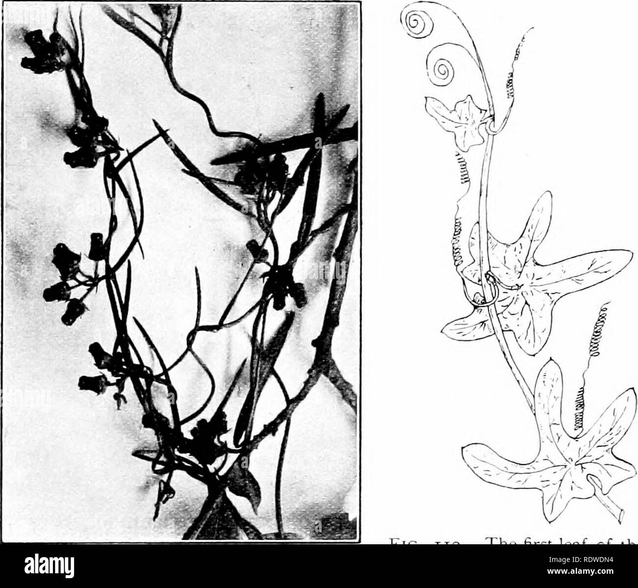 . Le piante e i loro modi in Sud Africa. La botanica; Botanica. C/ijiibinir Piante e Misvations 125 arrampicatori viticcio.-La famiglia di pisello, Grenadilla e altre piante, salire da viticci. La zucca, cetriolo, e calabash raramente fanno uso della loro viticci. I loro frutti pesanti sarebbe un grande ceppo sulle piante ; ma parecchi nativi rela- tives, la Luffa e Lagenaria, con i loro più leggero frutti fibroso, sono gli scalatori e Gerrardanthus megarhiza, T. e H., di Natal si arrampica alle cime di alberi più alta. Fig. III.-Microloma si alza nel mondo da twining su steli di altre piante. Fig. 112.-Il primo Foto Stock