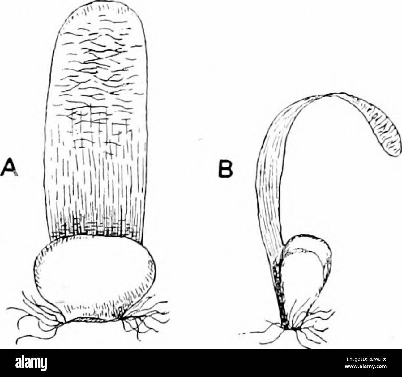 . Le piante e i loro modi in Sud Africa. La botanica; Botanica. Fig. 104. -^-L/iacainfserus papvracea^ piccola verde foglie carnose. h^. M. itipules cartaceo coprire la clorofilla dal prodotto chimico di raggi di sole. Questo capitolo ha esaminato il modo in cui alcune piante sono diventati atti a cer- tain regioni in Sud Africa in modo che essi hanno vissuto in "lotta per esistere- ence ". Piante che crescono nelle foreste ombreggiate o galleggianti in stagni sono abbastanza diverse abitudini da queste ci sono state descrivendo. Lo studio delle piante in relazione al loro circondano- rali è noto come ecologia. Tt cerca di spiegare Foto Stock