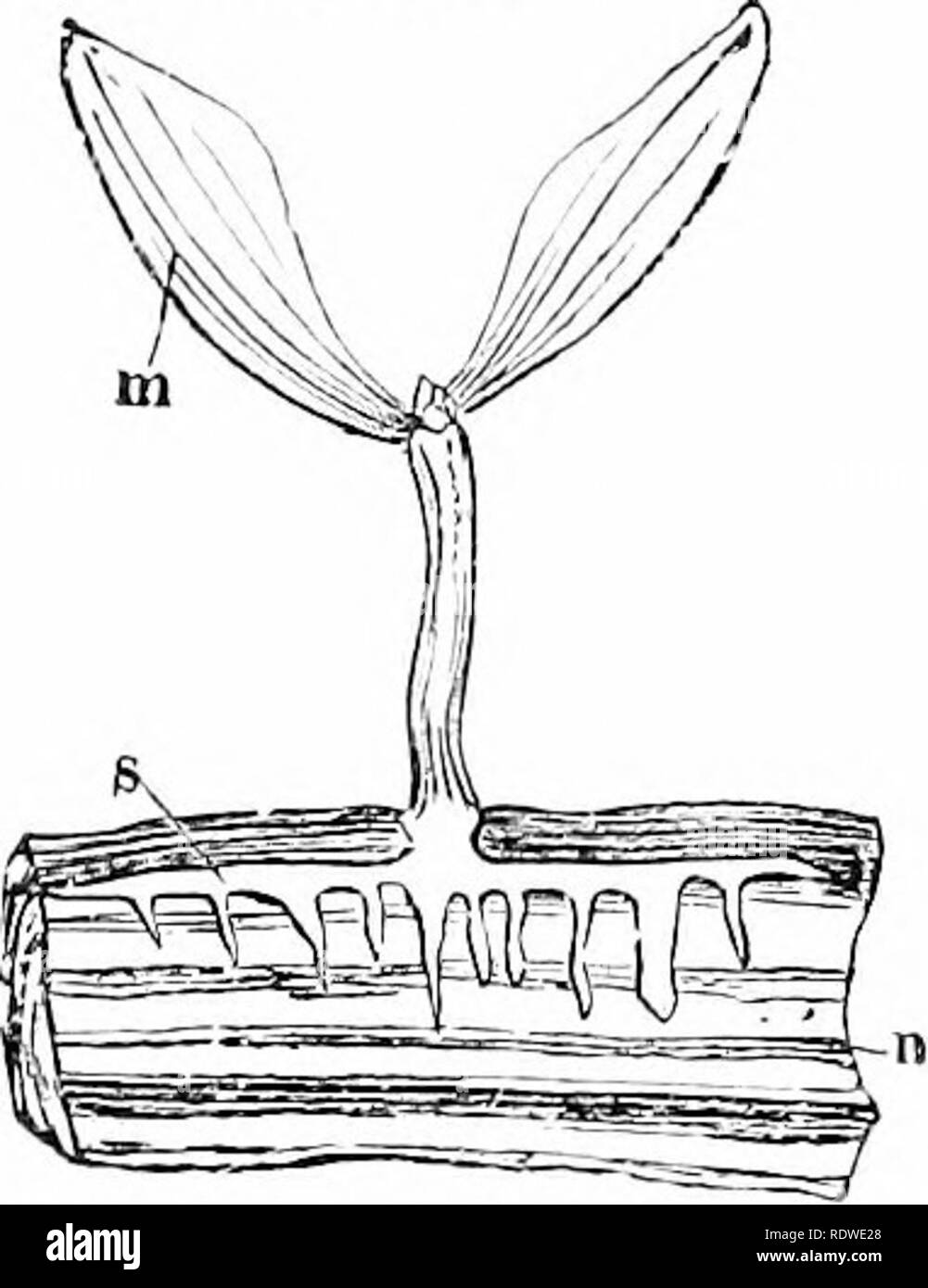 . Le piante e i loro modi in Sud Africa. La botanica; Botanica. 100 piante e le loro guerre in Sud Africa un saprofita è una pianta. /Hich vive sul Morto o decadere la materia. Funghi, piante di lievito, lo stampo sul pane e formaggio e alcuni batteri sono esempi. Sa- prophytes sono molto utili i membri della società di piante. Cambiamento di funghi decadendo materia vegetale in tutta- alcuni alimenti. Quando gli insetti o di Fig. 84.-Un pezzo rif a braneh di un albero di mele tagliare longitudinalmente, in cui un giovane di vischio pianta-ha-s mosso la sua aspirazione di loots (re- duced). (Da Thom^ e il Bennett's " strutturali e fisiologiche Foto Stock