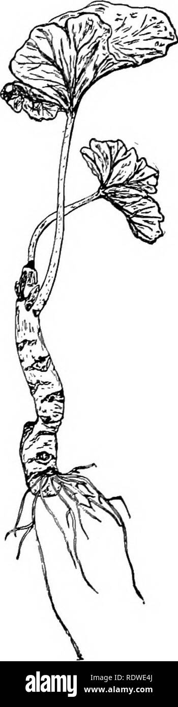 . La botanica, con applicazioni agricole. La botanica. Fig. 207. - Taglio di geranio- fig. 206. - La patata irlandese, showiag nuovo ting, che mostra le radici devel- piante di sviluppare da occhi. oping a taglio fine. begonie e poche altre piante aventi foglie carnose come mostrato nella figura 208. Tra coltivate piante erbacee che sono propagati da talee, la patata irlandese, geranio, garofano e Coleus sono noti esempi. Nei paesi del sud del mondo l'uso di talee è ben illustrato nella propagazione della canna da zucchero, come mostrato nelle figure 209 e 210. Altre piante dell'erba fam- ily, come Johnson G Foto Stock
