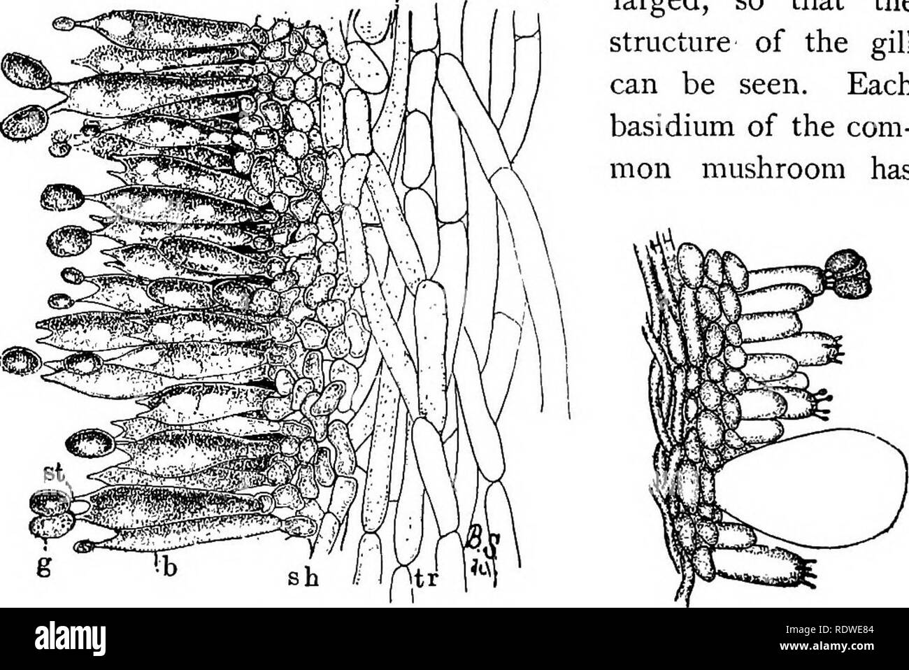 . Elementare di botanica. La botanica. 328 ECOLOG V. più corti. Attorno allo stelo un po' al di sotto delle branchie è un collare, chiamato l'anello o anello. 614. La fruttificazione superficie del fungo.-La superficie di queste branchie è la fruttificazione superficie del fungo e porta il gonidia del fungo, che sono scuro marrone violaceo quando è maturo e quindi le branchie quando il vecchio sono di colore scuro. Se facciamo una sezione sottile attraverso un paio di branchie, possiamo vedere che ogni lato del gill è coperto con strettamente affollato club-corpi sagomati, ciascuno dei quali è un basidium. In fig. 432 pochi di questi sono en- grandi, in modo tale che th Foto Stock