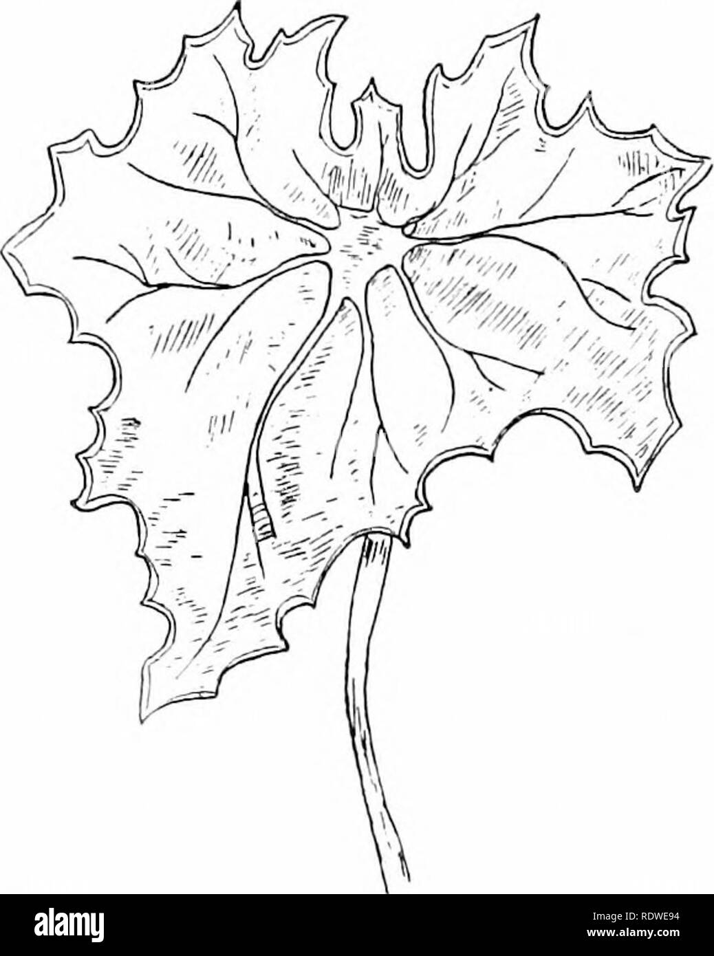 . Le piante e i loro modi in Sud Africa. La botanica; Botanica. Fig. 53.-saldamente legato foglia di Senccio sp. è abbastanza dispiegata. Esaminare le giovani foglie data. Essi sono intrecciati invece di laminati. Quando le foglie sono ramificati, la ramificazione dipende dalla ramificazione delle vene. In alcune foglie vi è una forte vena centrale, da cui le altre vene ramo su entrambi i lati come il ramo pinnje dal tubetto di una piuma. Tale venatura è denominato pinnate. O più forte le vene possono iniziare dalla base o porzione inferiore della foglia e la venatura è detto essere palmate (mano-simili). Nella maggior parte delle dicotiledoni il prominen Foto Stock