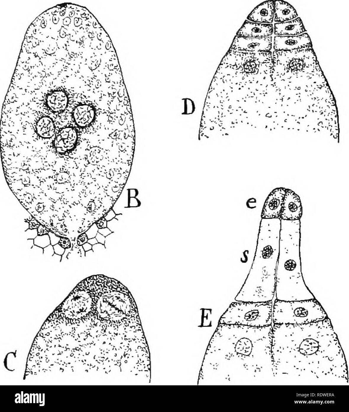. Natura e lo sviluppo di piante. La botanica. Fig. 255. Lo sviluppo del pro-embrione di pino: una sezione di un ar- chegonium al momento della fecondazione. Uno dei gameti maschili, cf, si vede la fusione con la femmina, 9. La seconda gamete maschile, cf, il tubo del nucleo e la parete di cella sono anche mostrati in prossimità del collo del archegonium. B il gametospore ha germinato, la formazione di quattro celle che stanno passando alla estremità superiore del sac. C le cellule mostrato in B, disposti in corrispondenza di estremità di sac e nel processo di divisione (solo due celle in questa vista in sezione). D, fase successiva, il pro-embrione di quattro piastre di cellule. Foto Stock