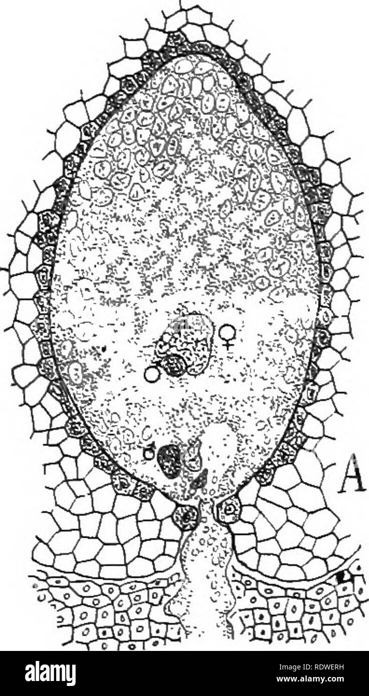 . Natura e lo sviluppo di piante. La botanica. Lo sviluppo di piante 371 nasce in un primo momento come un organo di assorbimento per alimentare la cella antheridial con cibo, come è il caso dell'cicadee. In più avanzati tipi di archegonia divennero più effectually racchiuso nel sporangial i tessuti e le cellule di tubo assume inoltre la funzione di un condotto per i gameti maschili che hanno perso la loro. Si prega di notare che queste immagini vengono estratte dalla pagina sottoposta a scansione di immagini che possono essere state migliorate digitalmente per la leggibilità - Colorazione e aspetto di queste illustrazioni possono non assomigliare perfettamente l'originale wor Foto Stock