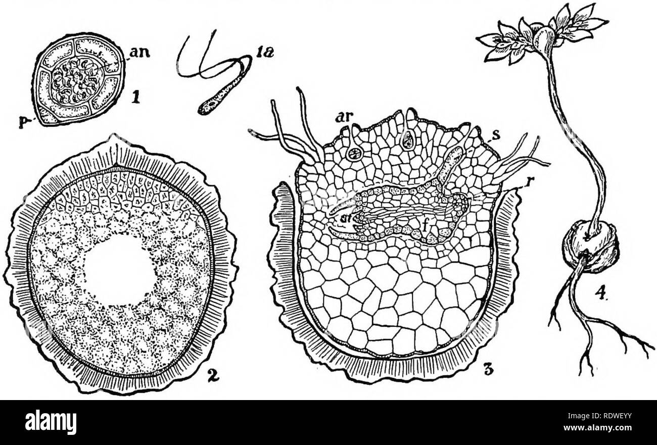 . Natura e lo sviluppo di piante. La botanica. 350 GAMETOFITO DI SELAGINELLA sitic su lo sporofito (vedi pagina 281). Dopo le spore sono un capannone che completano la crescita di il gametofito formando la archegonia e riempiendo lo spazio entro le spore con una massa solida di celle. Questa crescita si rompe la spora pareti in corrispondenza della regione apicale, esponendo così il archegonia per i gameti maschili (Fig. 243, 3). Il archegonia sono rudimentali strutture costituite. Fig. 243. Gametofito e sporofito giovane di Selaginella: I, sezione di microspora che ha quasi completato il suo germinazione-p, una singola c Foto Stock