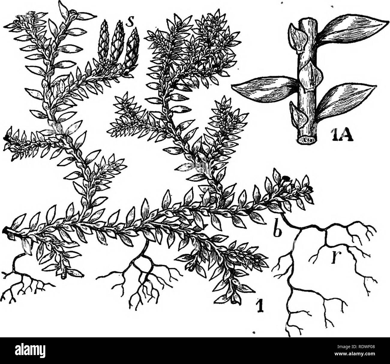 . Natura e lo sviluppo di piante. La botanica. Lo sviluppo di piante 347 di Selaginella hanno un portamento strisciante come quella del Lycopodium, e l'antenna gli steli sono coperti con foglie disposti su più righe, molto spesso in quattro righe di due grandi e due piccole foglie (Fig. 241, i^). Di solito ma un unico cloroplasto compare in ogni cella, come già notato in numerose alghe e nell'Antho-. FiG. 241. Un comune Selaginella coltivate: io, Portamento della pianta-^, strobili; b, un ramo radici del cuscinetto, r. La porzione di stelo, mostrando foglie ar- rangement.-H. O. Hanson. cerotales. Le radici sono frequentemente Foto Stock