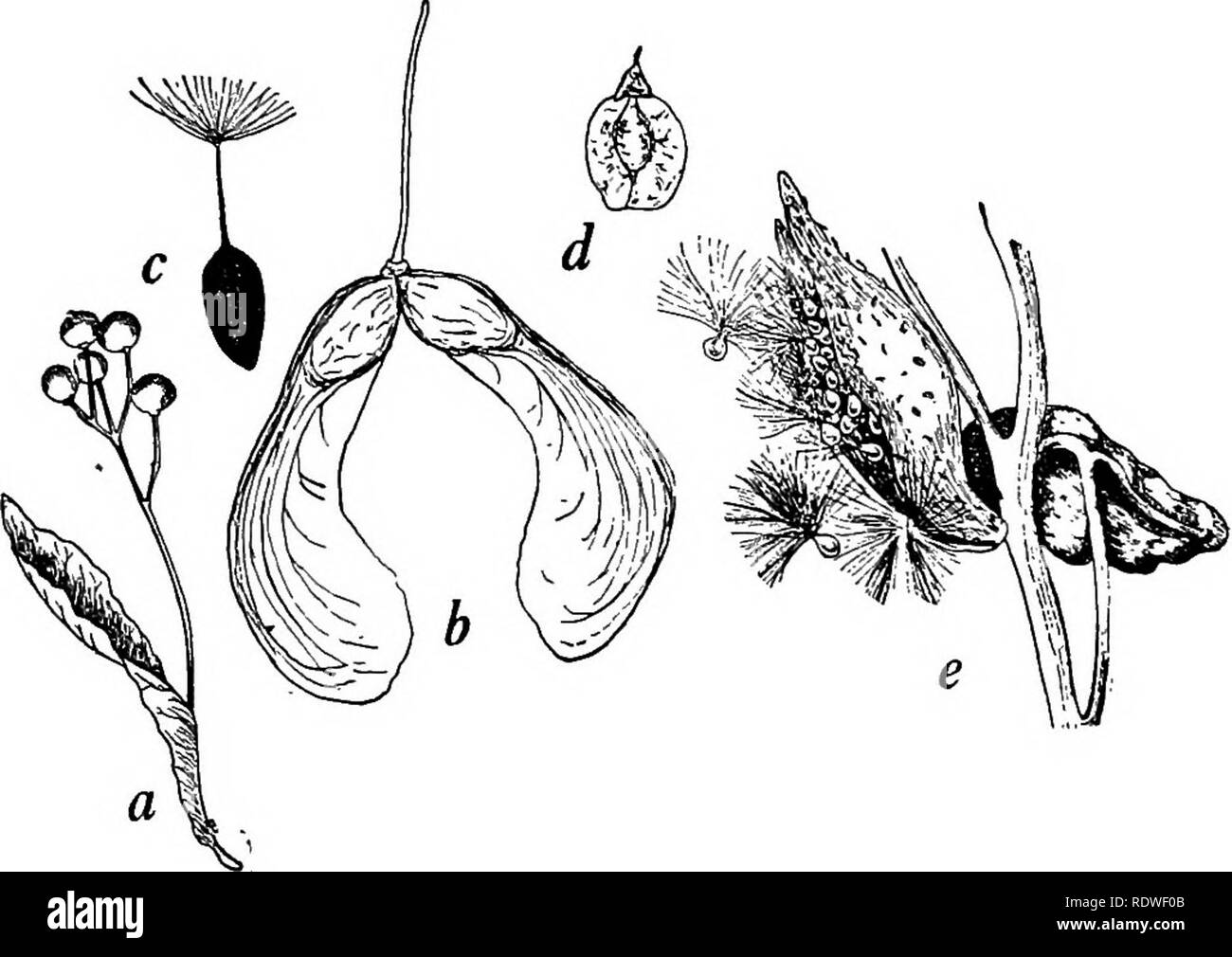 . La botanica, con applicazioni agricole. La botanica. Semi e FEUITS trasportate dal vento 83 il Thistle, Tarassaco, lattuga selvatica, Fireweed, Ironweed, bianco erbaccia, Fleabane, e altri, le ciocche di capelli pelosa sulla piccola frutta secca in cui i semi sono racchiusi abilitare i frutti con i semi per essere sollevato e portato molte miglia dal vento. In Milkweeds, i semi portano i peli lunghi che li rendono facilmente trasportati dal vento. In alcune piante, come nel arricciata e Dock liscia, cenere, olmo e acero, i frutti sono alati e facilmente portato via da un Passing Breeze. I frutti di alcune. Fig. 85. Foto Stock