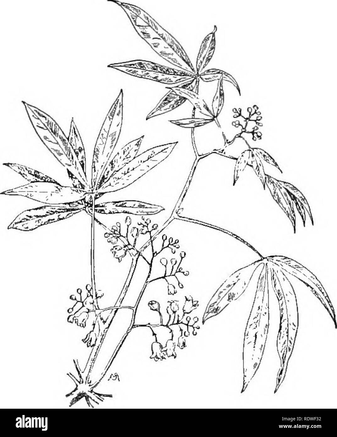 . Essentials di botanica. La botanica; Botanica. 334 Essentials di botanica Tapioca consiste principalmente di amido. Esso è costituito dal grattugiato o terra-su radici di manioca impianto (Fig. 229), un nativo del Brasile, attualmente coltivata in molte delle parti più calde del mondo, ivi compresa la nostra gli Stati del Golfo. Il cluster di radici possono insieme pesano quanto più di trenta chili e il prodotto per acro è quindi molto grande. Il succo di una specie è acre e velenosi, ma è. Si prega di notare che queste immagini vengono estratte dalla pagina sottoposta a scansione di immagini che possono essere state migliorate digitalmente per la leggibilità - colorazione e un Foto Stock . Essentials di botanica. La botanica; Botanica. 334 Essentials di botanica Tapioca consiste principalmente di amido. Esso è costituito dal grattugiato o terra-su radici di manioca impianto (Fig. 229), un nativo del Brasile, attualmente coltivata in molte delle parti più calde del mondo, ivi compresa la nostra gli Stati del Golfo. Il cluster di radici possono insieme pesano quanto più di trenta chili e il prodotto per acro è quindi molto grande. Il succo di una specie è acre e velenosi, ma è. Si prega di notare che queste immagini vengono estratte dalla pagina sottoposta a scansione di immagini che possono essere state migliorate digitalmente per la leggibilità - colorazione e un Foto Stock