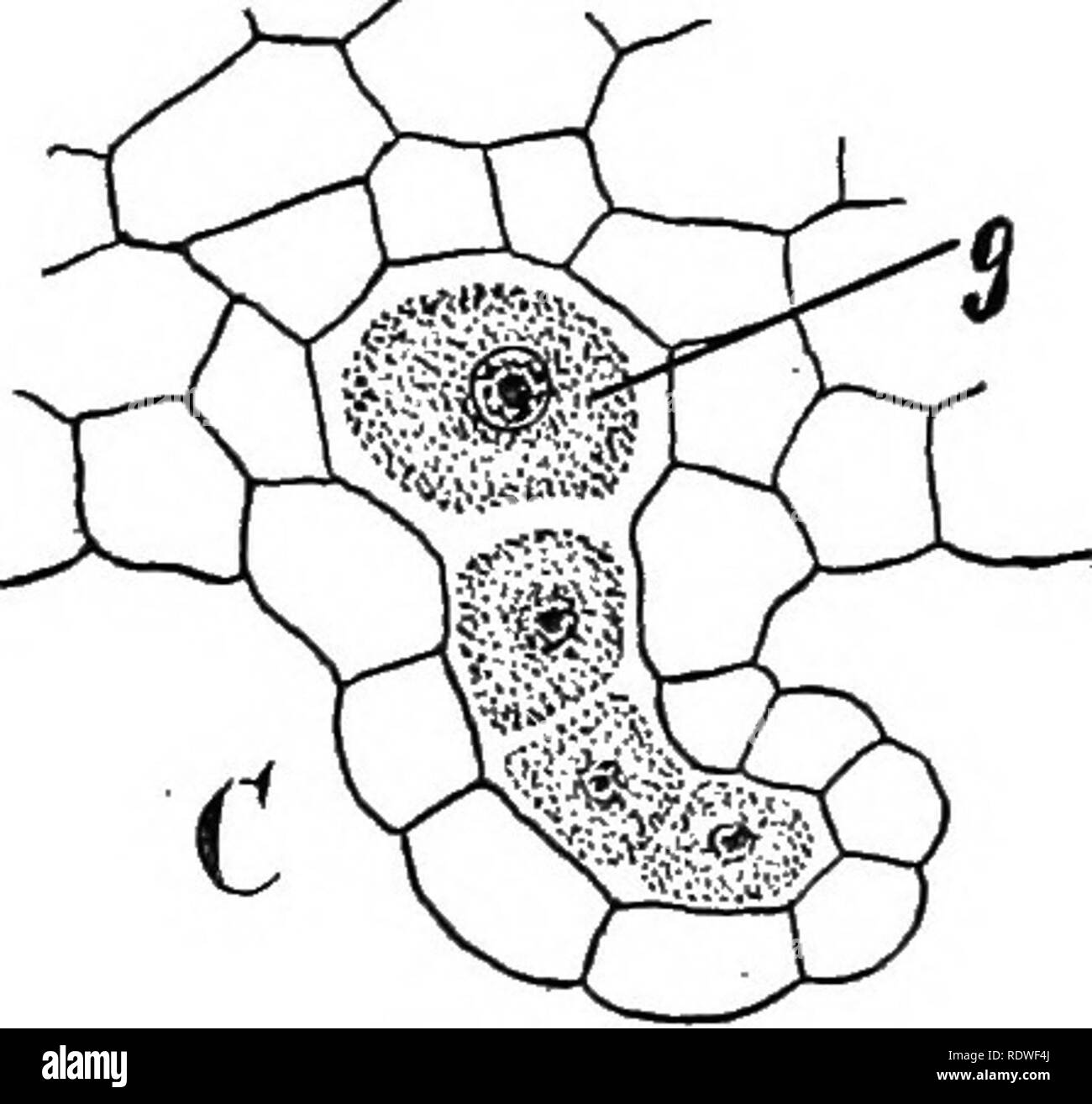. Natura e lo sviluppo di piante. La botanica. FiG. 228. Fig. 229. Fig. 228. Gametofito della Filicales: UN, la germinazione delle spore. B, comparsa precoce della struttura thalloid del gametofito a causa della formazione di una cellula apicale, x. C, matura gametofito-un, antheridia; ar, archegonia; r, rhizoids; v, apicale di cella o punto di crescita. Fig. 229. Struttura in organi riproduttivi: UN, antheridium come si vede nella sezione, appena prima dello scarico dei gameti. B, gamete maschile. C vista in sezione della archegonium-g gamete femminile. ics. Il gametofito di solito vive ma pochi mesi, sebbene in alcune sp Foto Stock