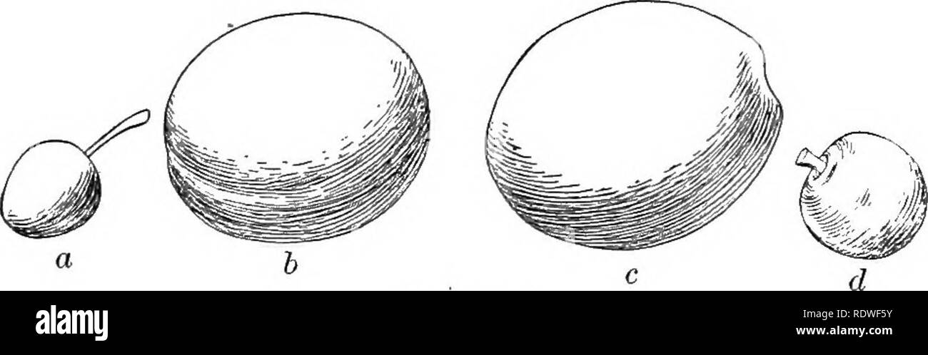 . Essentials di botanica. La botanica; Botanica. Di allevamento vegetale 319 generazioni, il giardino-stampe contenenti i discendenti del nuovo ibrido deve essere rogued o superato impianto per impianto, allo scopo di distruggere tutti i singoli individui ma anche quelli della varietà desiderata. Nel caso del frumento, dopo la quarta generazione di alcune piante sono di solito per essere trovato che "vieni vero per sementi." 398. Risultati di ibridazione dei grani. - In questo coun- prova una particolare attenzione è stata prestata per ibridizzarsi in- dian mais e frumento. Alcuni pregevoli varietà di mais sono già stati così ottenuto e molti sembrano più probabili. Foto Stock
