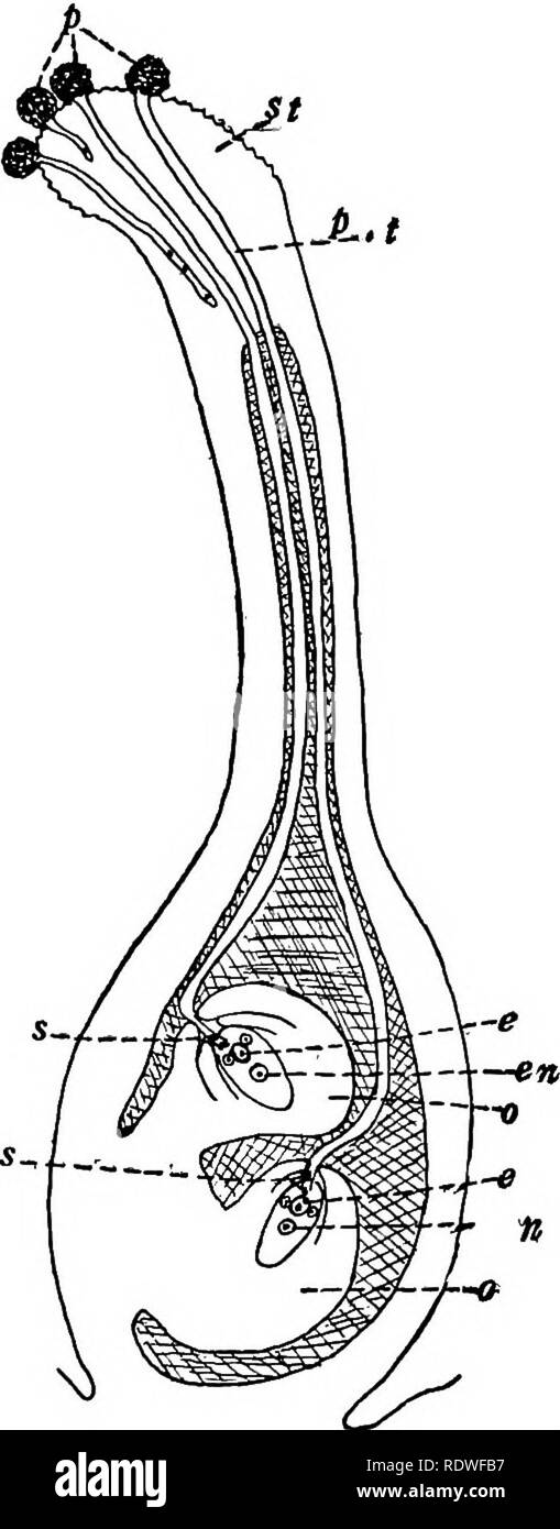 . La botanica, con applicazioni agricole. La botanica. Fig. 49. Â i granelli di polline nelle diverse fasi preparatorie alla fecondazione. A vista della superficie di un granello di polline; B, sezione attraverso il granello di polline in uni-stadio nucleata; C, sezione attraverso il granello di polline che mostra il nucleo suddiviso in generative (g) e il nucleo del tubo (0; D, polline formatura del tubo in cui i due nuclei hanno superato; B, il tubo più sviluppata e nucleo generativo diviso in due spermi {g). Molto ingrandita. Fig. 50. Â un diagramma di una lunghezza- saggio sezione attraverso il pistillo di trifoglio rosso, mostrando i budelli pollinici trav- ersing lo stigma di un Foto Stock