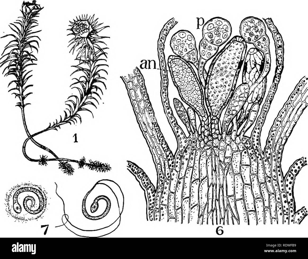. Natura e lo sviluppo di piante. La botanica. Lo sviluppo di piante 303. Fig. 207. Organi riproduttivi maschili: i, le piante maschio del cuscinetto Polytrichum antheridia in tazza germogli. 6, la sezione di apice dello stelo di Funaria -un, antheridia; p, paraphysis. 7, i gameti maschili, quello a sinistra ancora en- veloped in rimane mucillaginosa di madre della parete cellulare. Si prega di notare che queste immagini vengono estratte dalla pagina sottoposta a scansione di immagini che possono essere state migliorate digitalmente per la leggibilità - Colorazione e aspetto di queste illustrazioni potrebbero non perfettamente assomigliano al lavoro originale. Curtis, Carlton Clarence, 1864-1945. N Foto Stock