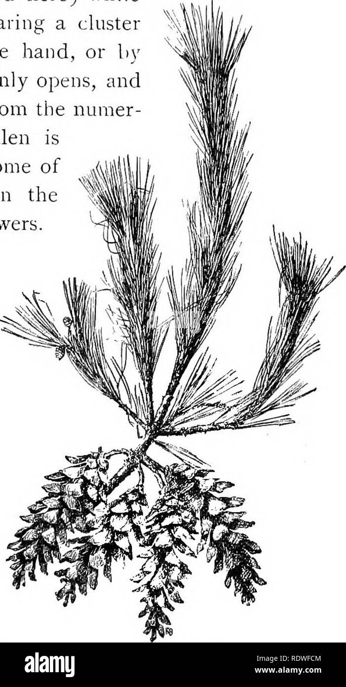 . Elementare di botanica. La botanica. Fig. 256. Pino bianco, succursale con cluster di coni maturi versando il seme. Pochi giovani coni di 4 mesi di età sono mostrati sul ramo a sinistra. Disegnata da fotografare. 415. Forma della ma- ture cono femmina.-un cluster del bianco- pigne è mostrato in fig. 256. Questi sono maturi e le scale sono diffusi come fanno quando è maturo e diventare secca, in modo che i semi possono essere impostati in libertà. Il generale out- Fig. 257. Cono matura di pino bianco al momento della diffusione del seme, quasi naturale dimensioni.. Si prega di notare che queste immagini vengono estratte dalla pagina sottoposta a scansione ima Foto Stock