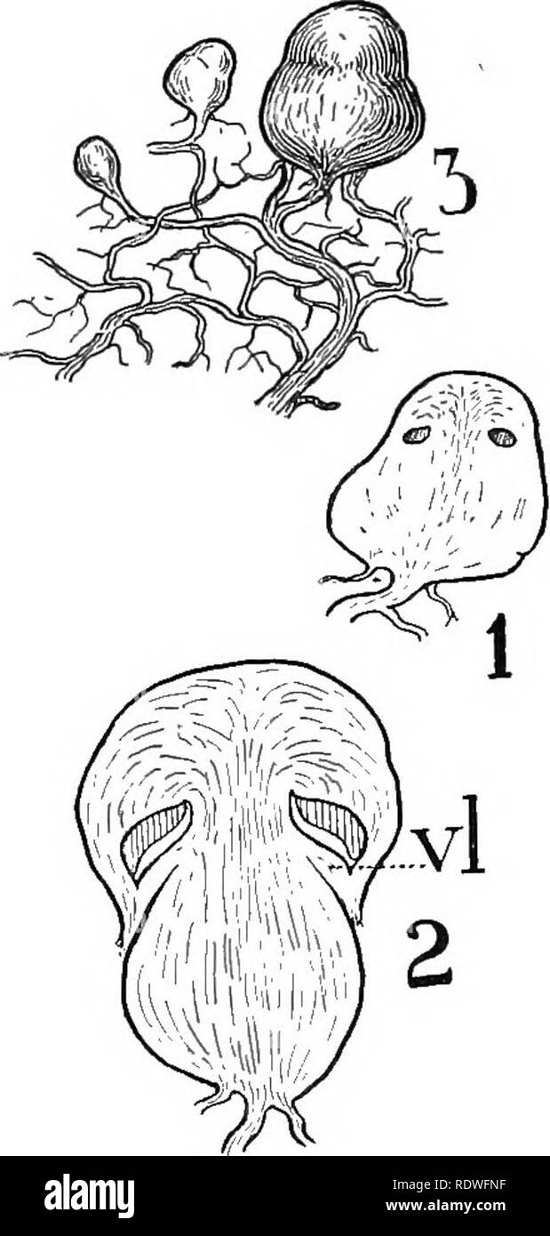 . Natura e lo sviluppo di piante. La botanica. Fig. i68. Fig. 169. Fig. 168. Il micelio di uno dei Agaricales formare masse bianche come ita si diffonde attraverso il legno. Fig. 169. Sviluppo di un fungo: 3, comparsa precoce della poltiglia- camera come una palla di hyphae sui trefoli del micelio. La sezione di una di queste masse sferiche di hyphae, mostrando le aperture circolari in cui le branchie sono sviluppati. 2, una fase successiva con le branchie formata e il velum, vl, apparendo come una delicata membrana. la parte inferiore della quale sono situate le piastre radianti o branchie (Fig. 170, A). Questa struttura sono originari Foto Stock