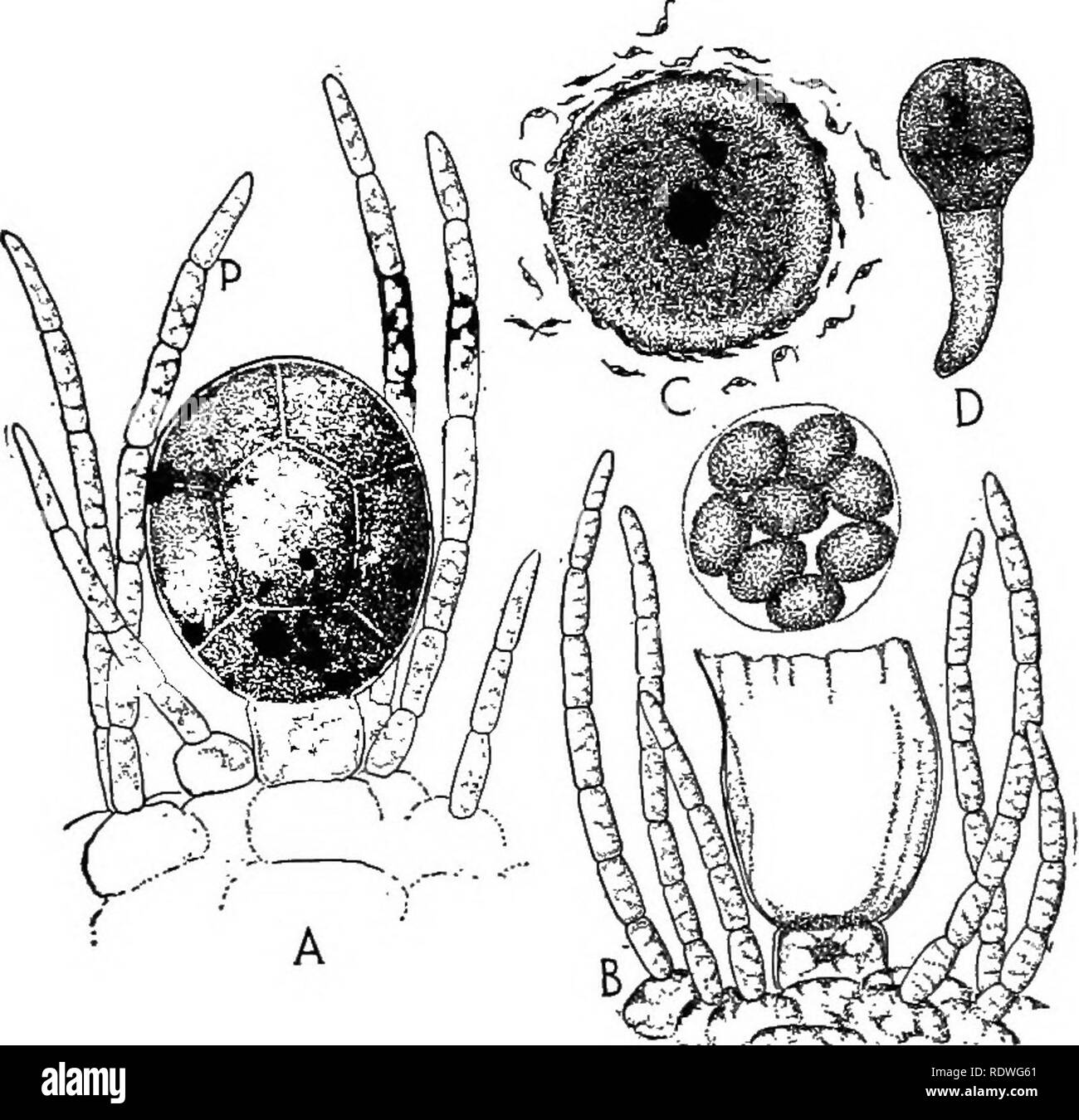 . Natura e lo sviluppo di piante. La botanica. Lo sviluppo di piante 209 della parete cellulare che più tardi si rompe e rende libero (Fig. 124, B). La femmina i gameti sono senza ciglia e come essi galleggiare via in acqua vengono visualizzati per attirare i gameti maschili che pullulano su di essi e infine la fertilizzazione è effettuata mediante uno dei gameti maschili in basso di lavoro al nucleo della femmina e la fusione con esso (Fig. 124, C). In una forma di alleati non solo è un attraente sostanza formata nel gamete femminile, ma probabilmente un repellente. Fig. 124. Gametangia femmina: UN, vista fortemente ingrandita di uno dei oogonia sho Foto Stock