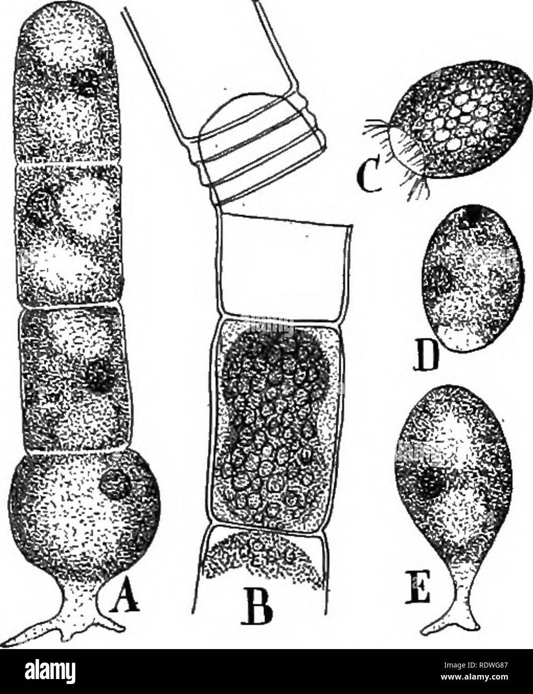 . Natura e lo sviluppo di piante. La botanica. Lo sviluppo di piante 197 del gamete si trova in un ramo simile che diventa piuttosto uovo- sagomato e a maturità si apre in corrispondenza del becco estremità (Fig. 114, B). Un monocellulari gametangium femmina è chiamato un oogonium e gamete femminile è spesso riferito come oosphere o uovo. I gameti maschili sono scaricati a pochi minuti dopo la oogonium apre, quando essi sciame attorno alla estremità aperta della femmina gametangium e penetrare facilmente. Non appena la fusione è stata effettuata la gametospore diventa investito con una parete spessa e in questa condizione può sopportare una Foto Stock